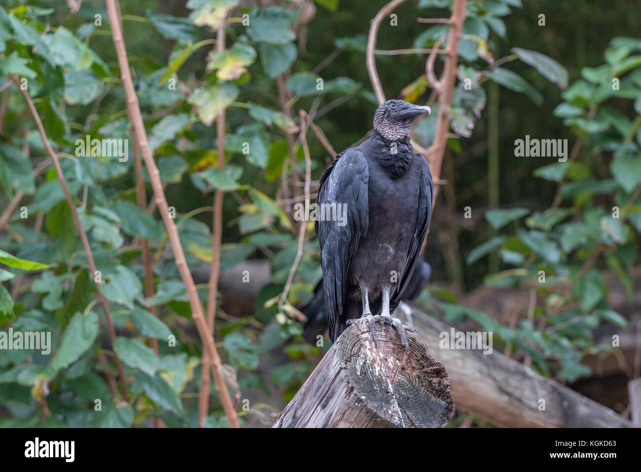 Amerikanische schwarze Geier stehen auf trunck und Rechts suchen Stockfoto