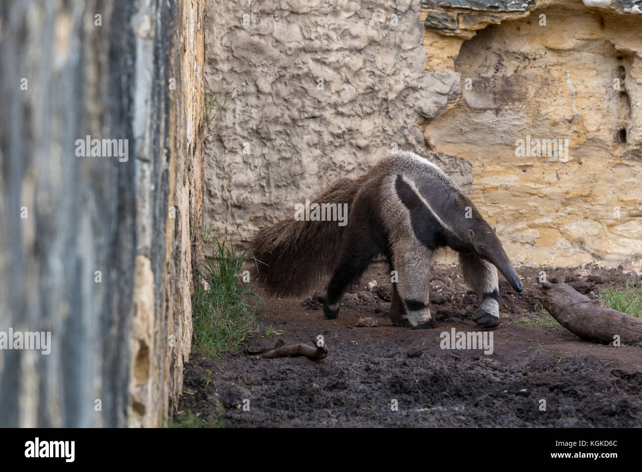 Ameisenbär vor der Wand Stockfoto