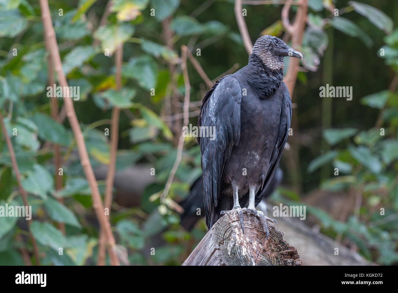 Schwarze Geier mit Vegetation auf dem Hintergrund Stockfoto