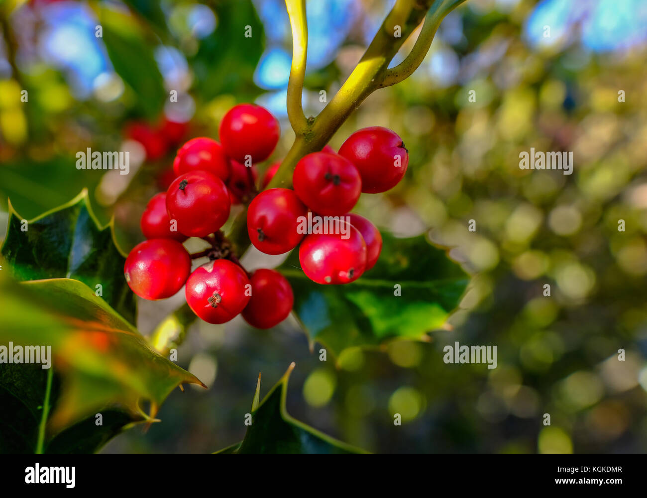 Nahaufnahme von Holly Tree rote Beeren. Winter festliche erschossen. Stockfoto