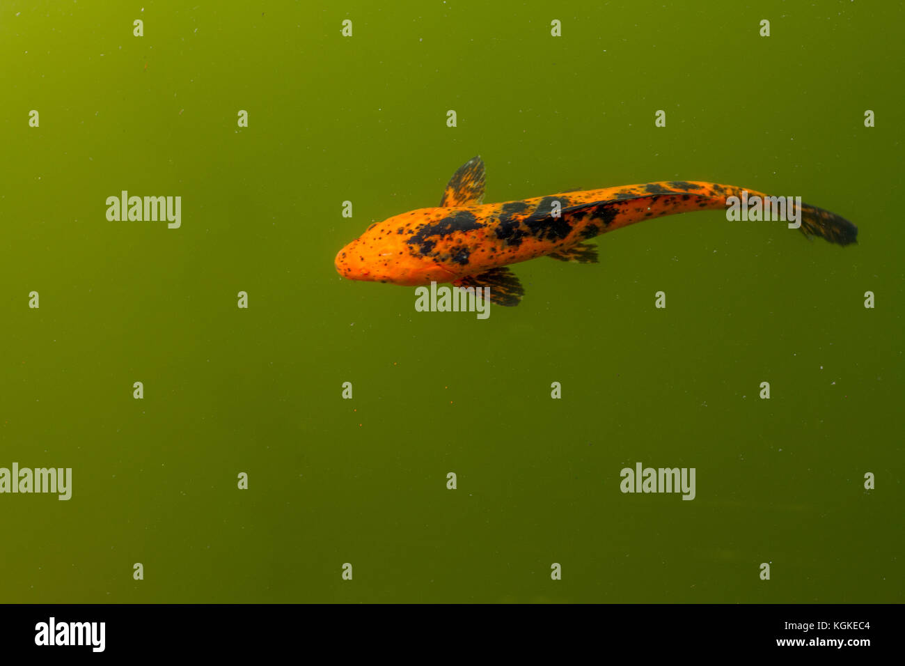 Ein einsamer Koi (Cyprinus rubrofuscus) schwimmt in einem Teich. Stockfoto