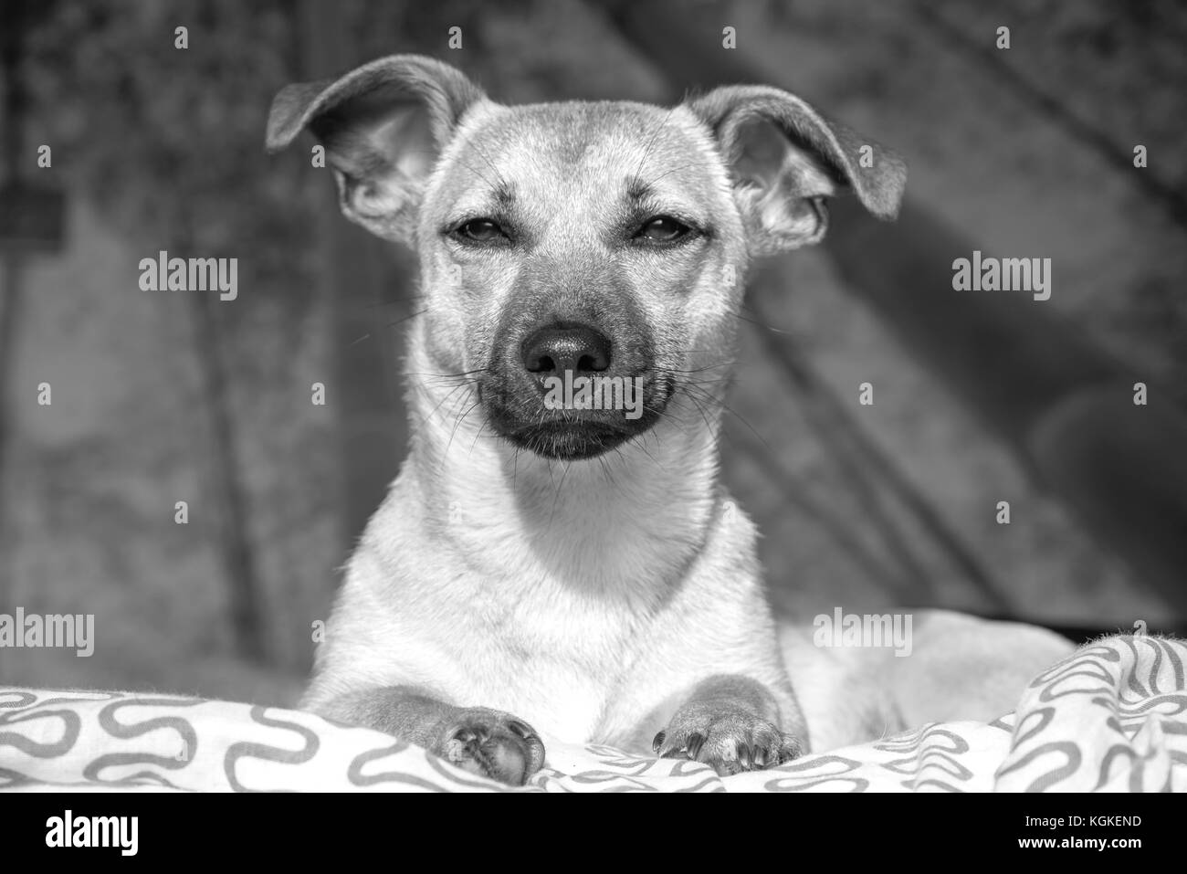 Schöner Hund, cute puppy Stockfoto