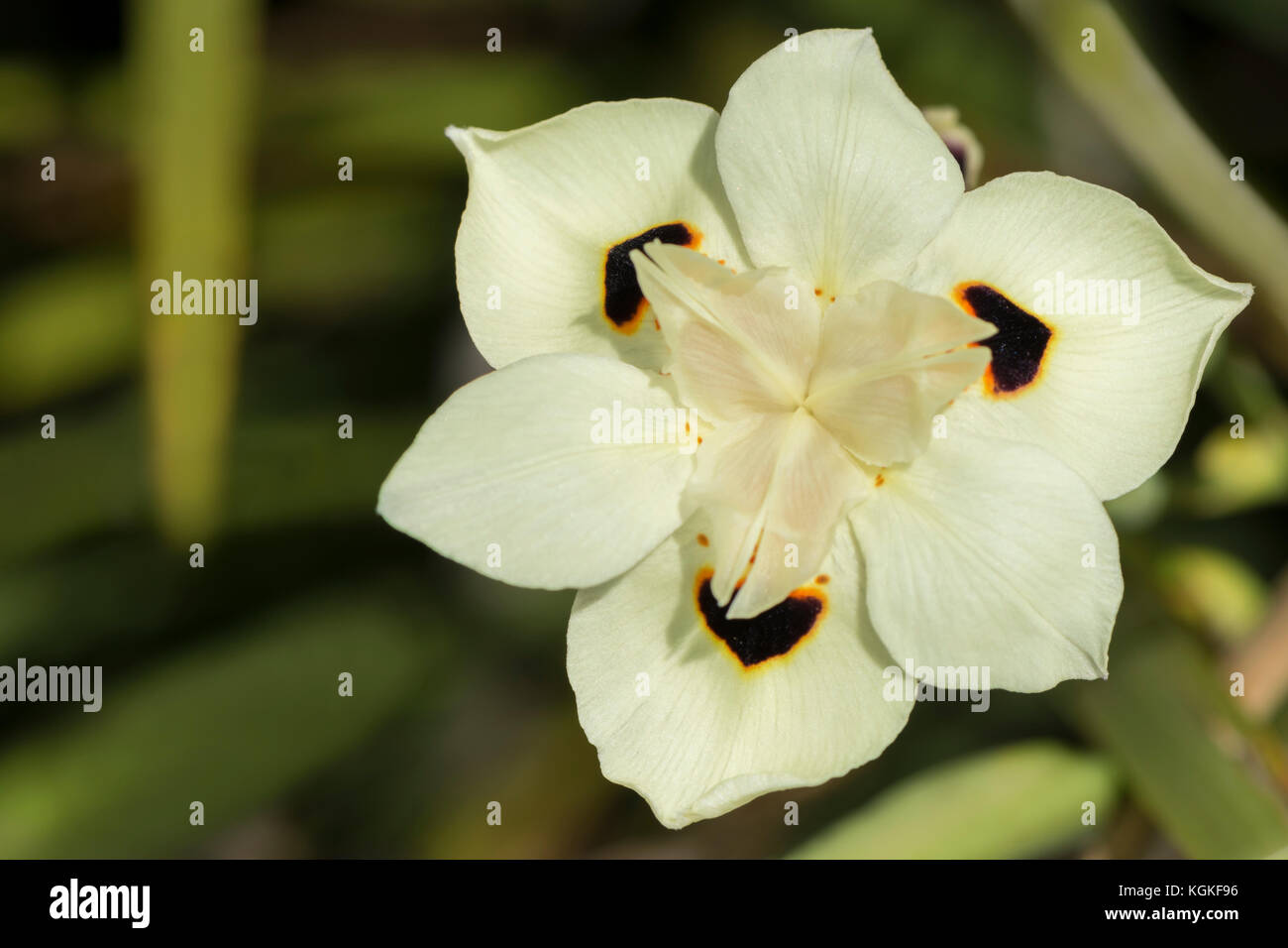 Eine einzelne dietes Bicolor - Iris, Gesicht nach vorn und auf der rechten Seite. in ihrer natürlichen Umgebung mit natürlichen Laub Hintergrund. primärer Fokus i Stockfoto