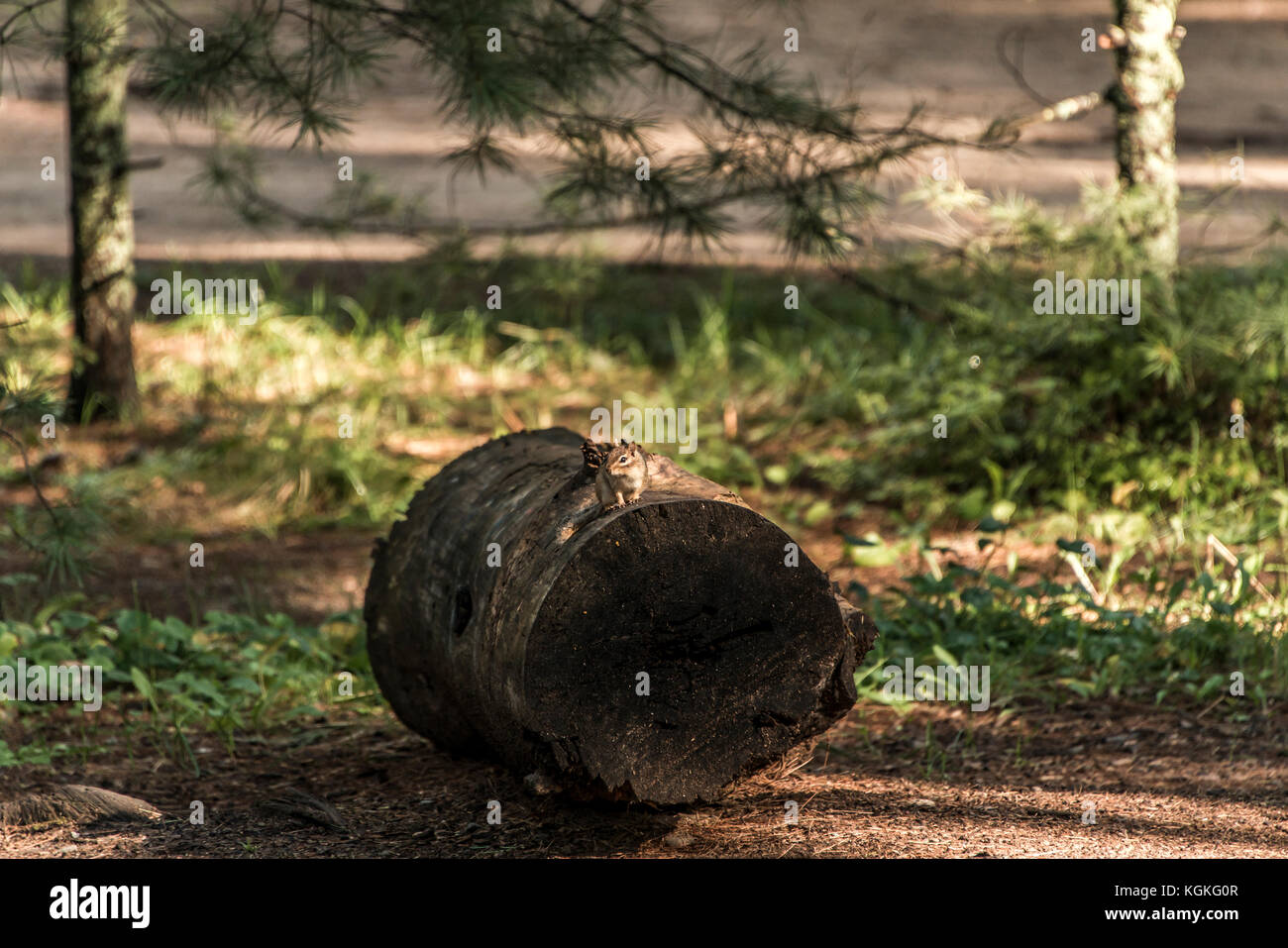 Süße kleine Eichhörnchen auf einem treestump gefallenen Baum im Herbst in Algonquin National park Ontario Kanada sitzen Stockfoto