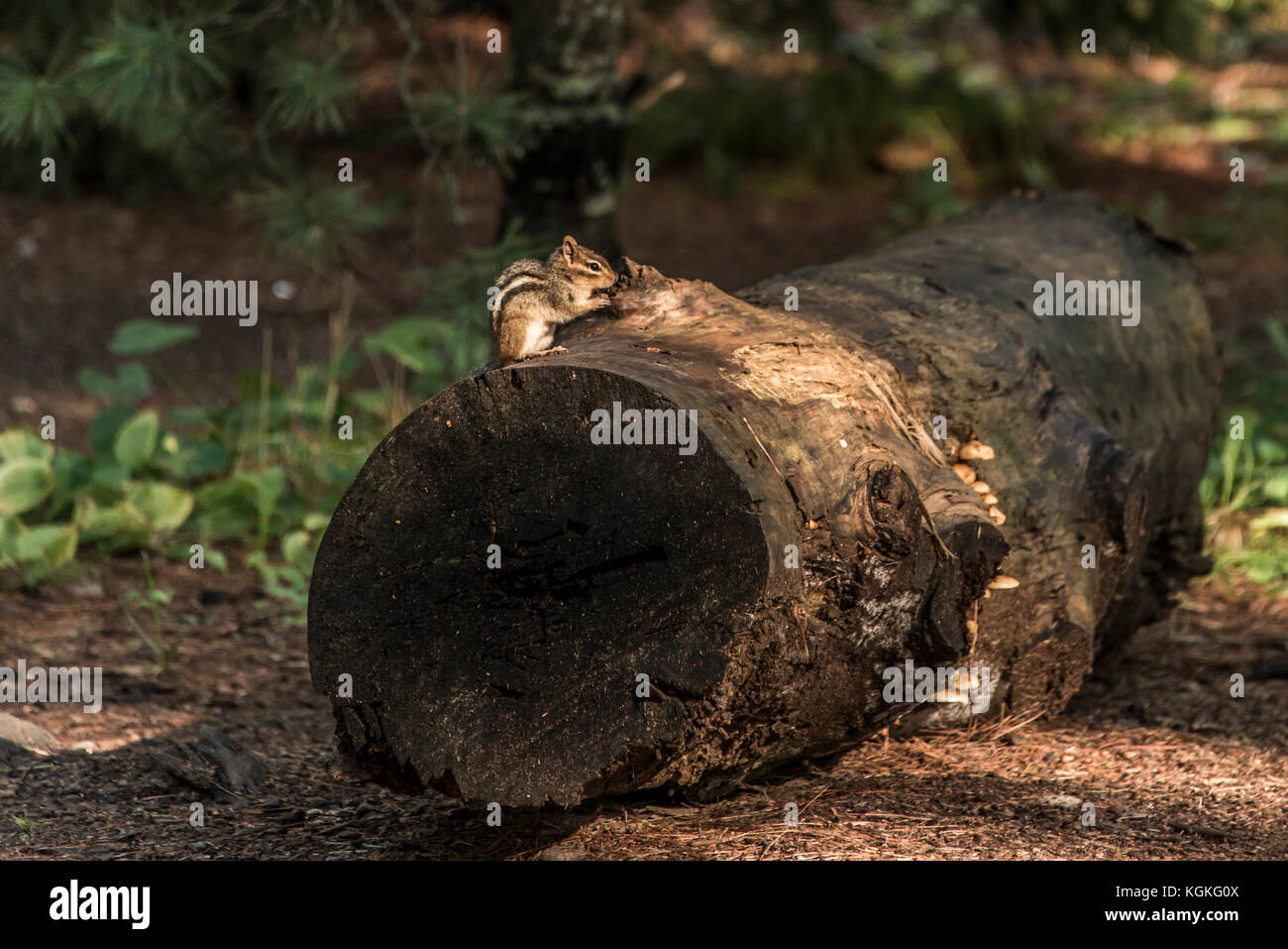 Süße kleine Eichhörnchen auf einem treestump gefallenen Baum im Herbst in Algonquin National park Ontario Kanada sitzen Stockfoto