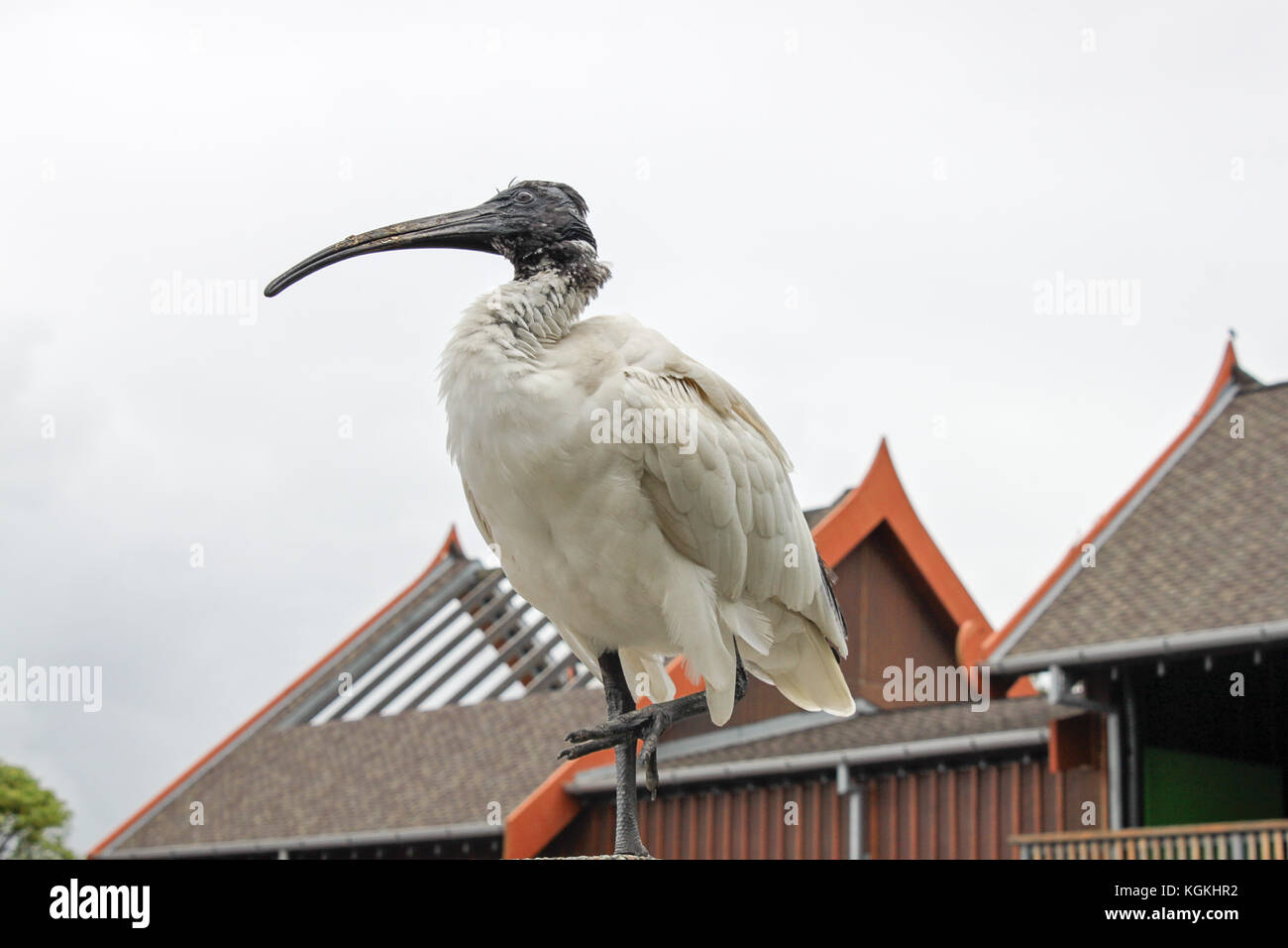 Australian white ibis Taronga Zoo in Sydney, Australien, 17. November 2010 Stockfoto