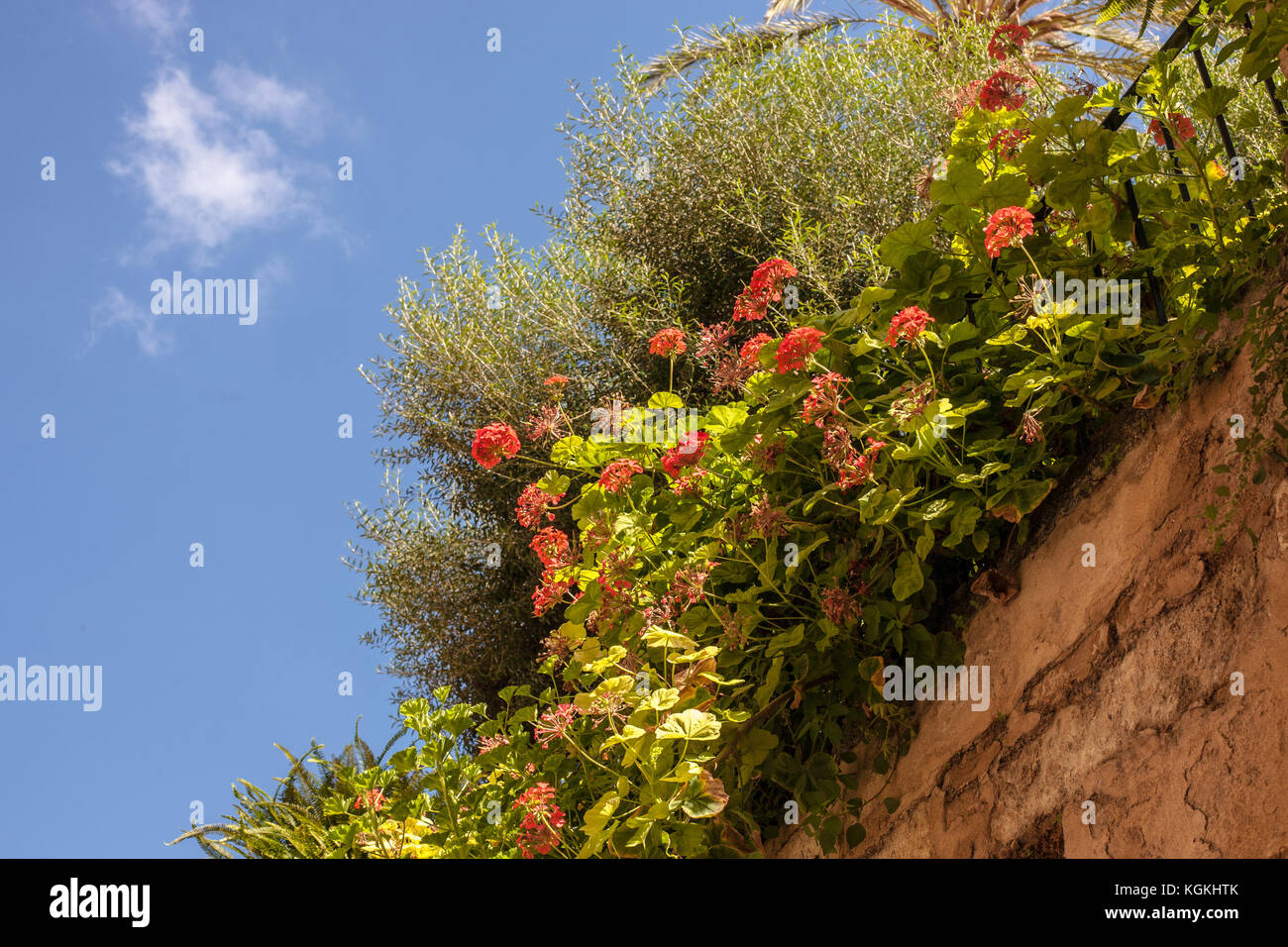 Orange Geranien wachsen auf Steinmauer in typisch mallorquinischen Garten Stockfoto