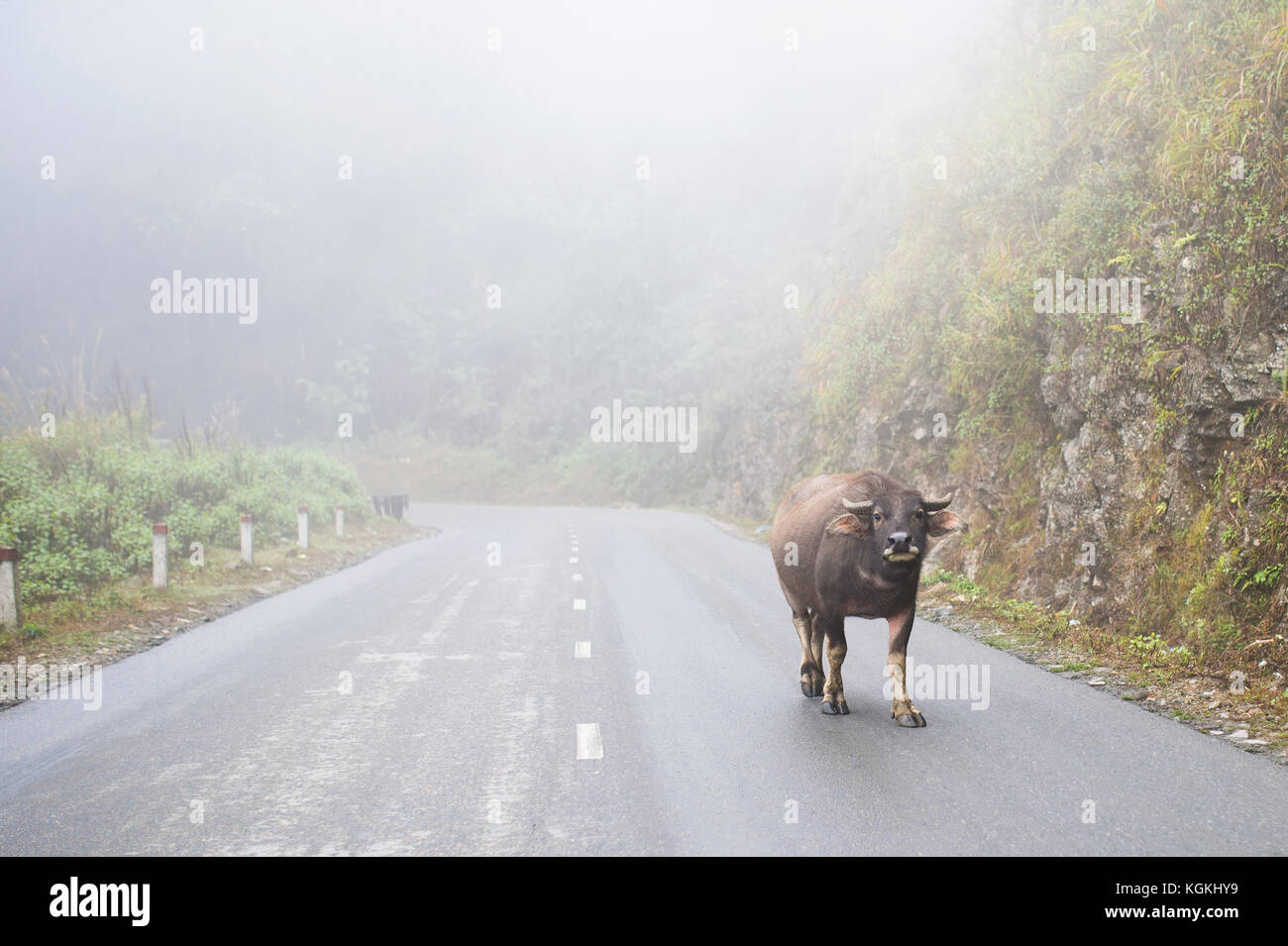 Ein Büffel ist zu Fuß auf einer Straße in Vietnam während einer nebligen Tag Stockfoto