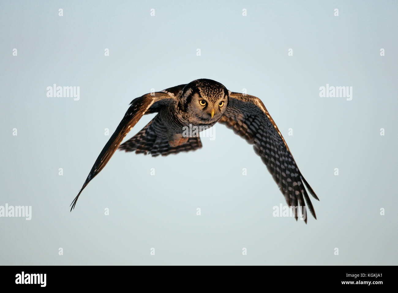 Eine Aktion Nahaufnahme eines Northern hawk Owl, im Flug mit Flügel nach unten, vorne leuchtet durch das warme Licht des Sonnenuntergangs. Stockfoto