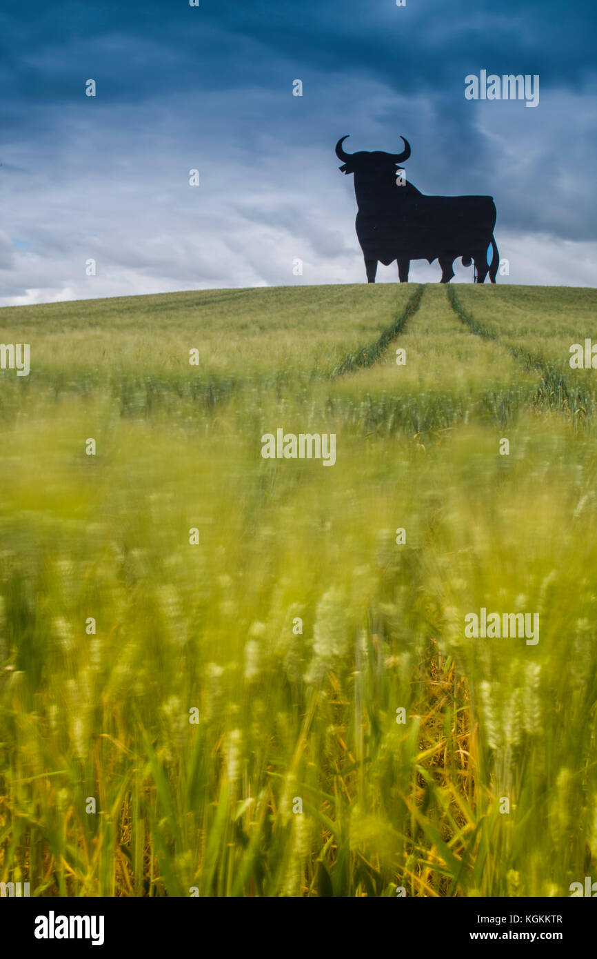 Osborne Stier auf ein Weizenfeld, Langzeitbelichtung, Castilleja del Campo, Sevilla, Spanien. Der Osborne Stier ist ein 14-Meter (46 ft) hohe schwarze Silhouette Stockfoto