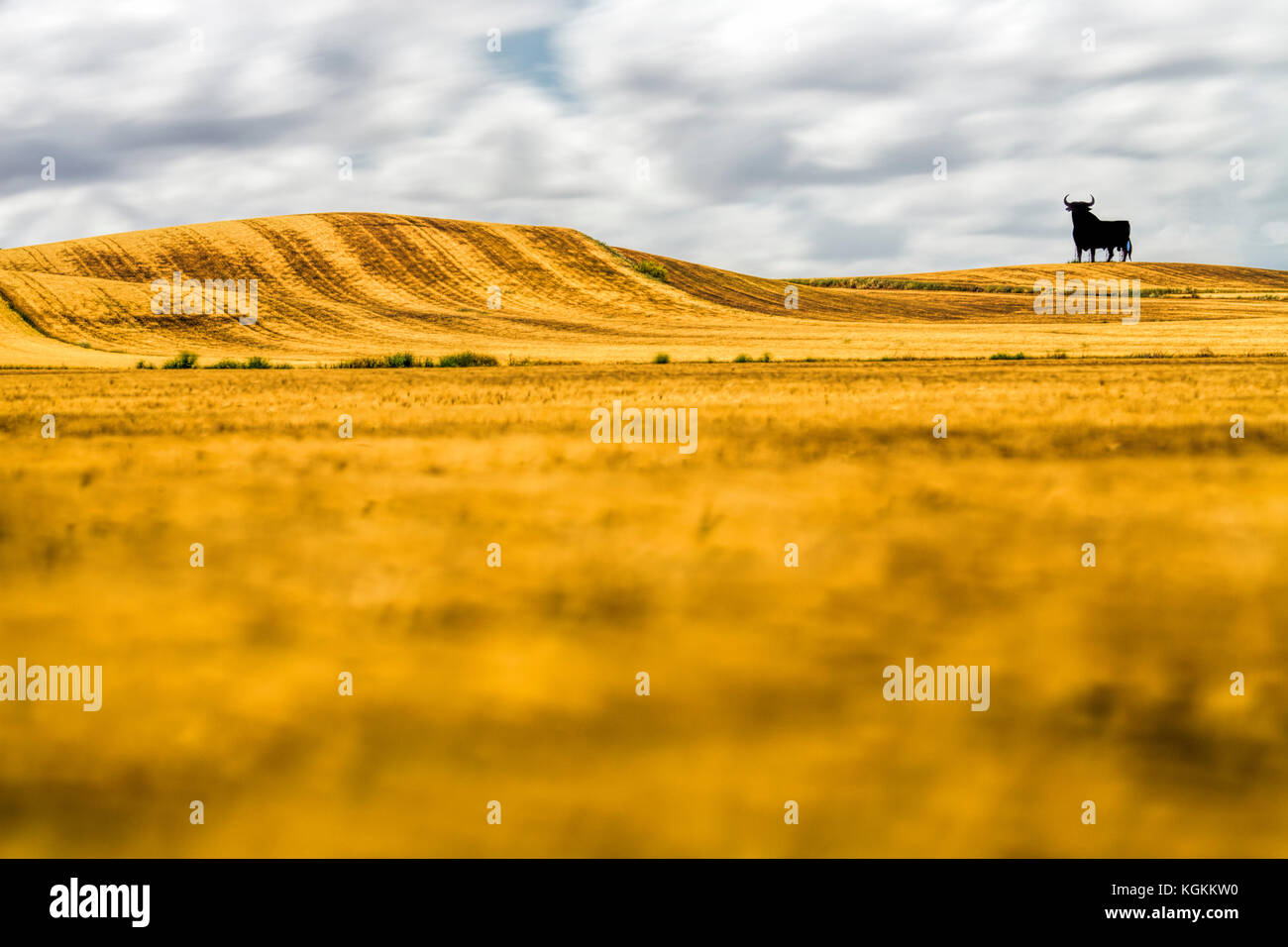 Osborne Stier auf einer ausgereiften Weizenfeld, Langzeitbelichtung, Castilleja del Campo, Sevilla, Spanien. Der Osborne Stier ist ein 14-Meter (46 ft) hohe Schwarze silh Stockfoto