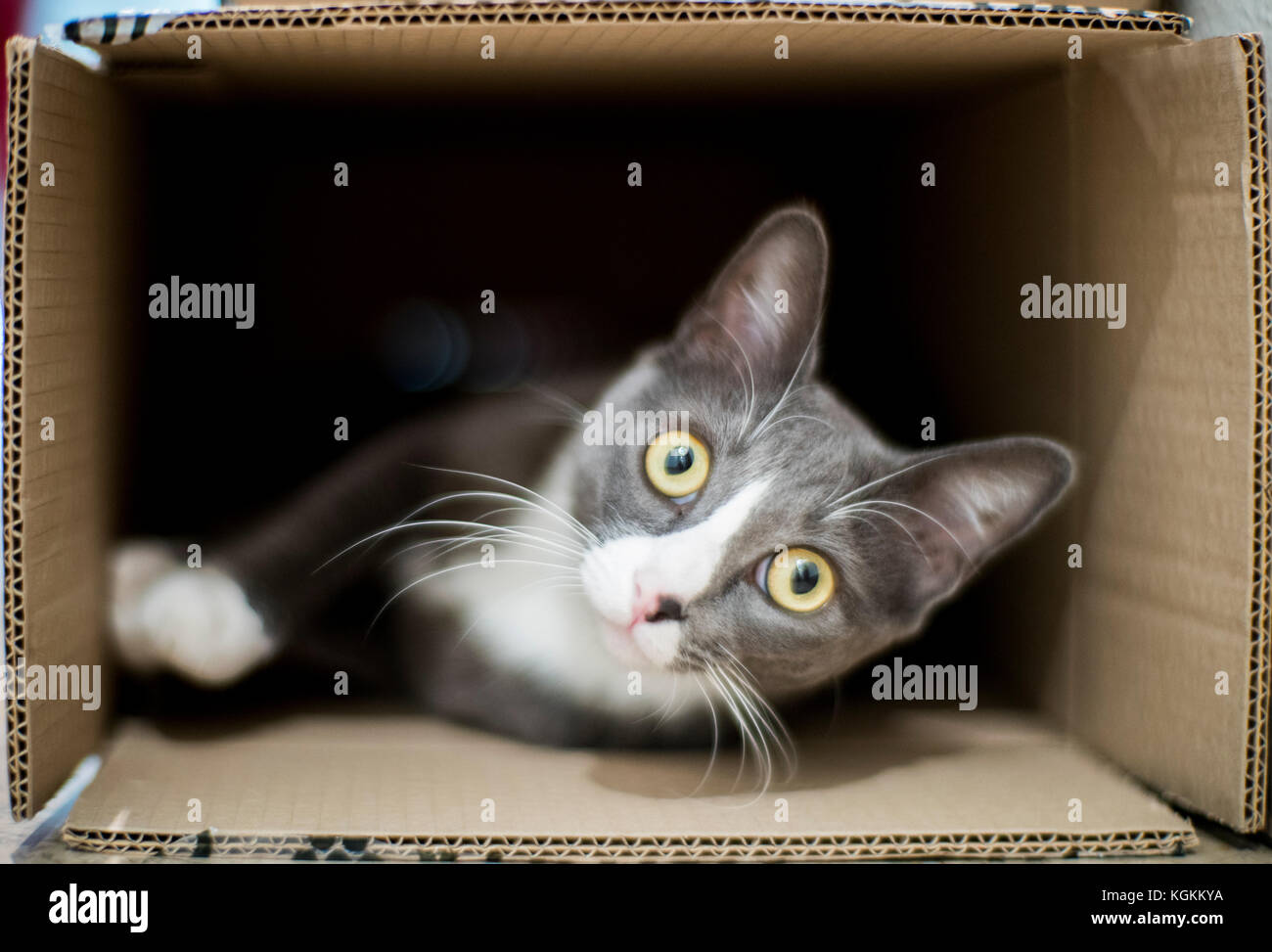 Katze in einem Karton Stockfoto