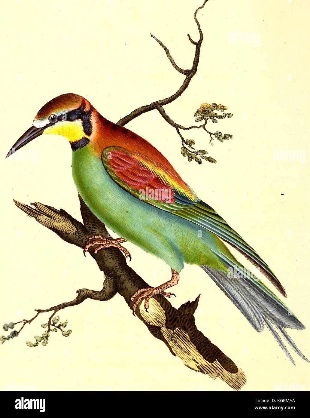 Ornithologische Illustration des gewöhnlichen Bienenfressers, Merops-Bienenpiaster, stehend auf einem Ast, 1825. Kostenloses Internet-Archiv. Stockfoto