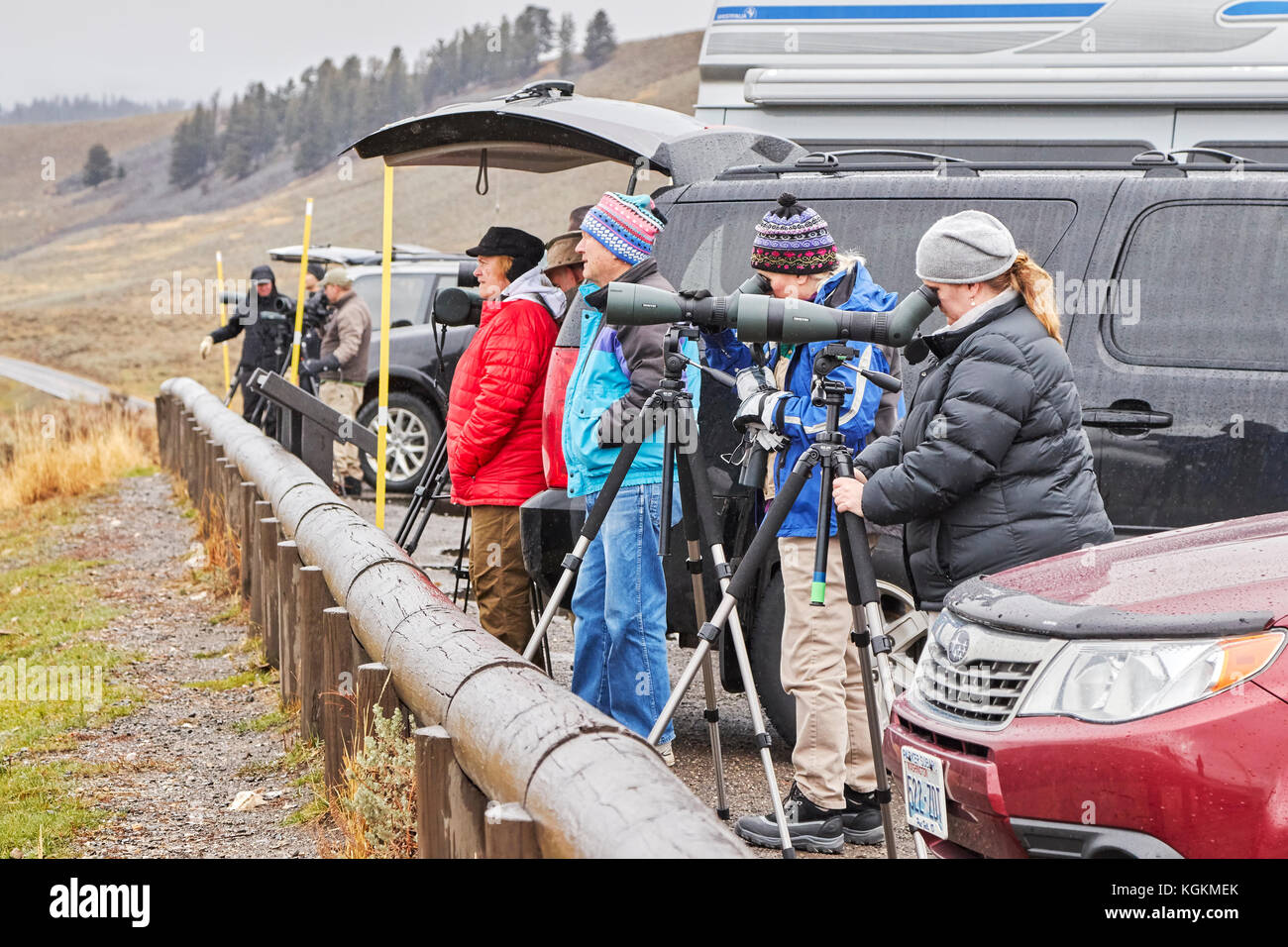 Yellowstone National Park, Wyoming, USA - Oktober 29, 2016: Wildlife watchers Wolfs in einem kalten regnerischen Tag beobachten. Stockfoto