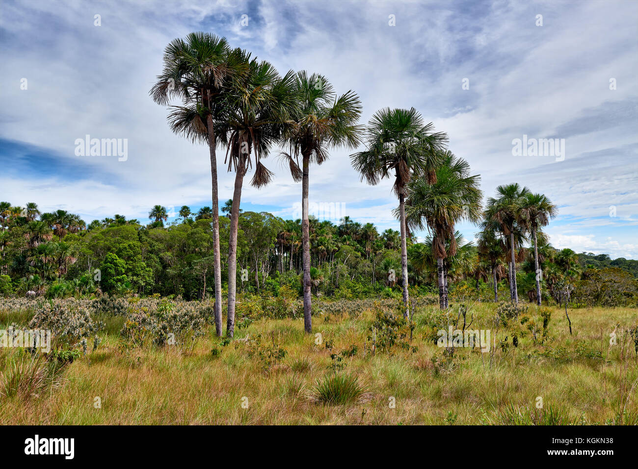 Typische Landschaft mit Palmen und Pflanzen im Nationalpark Serranía de la Macarena, La Macarena, Kolumbien, Südamerika Stockfoto