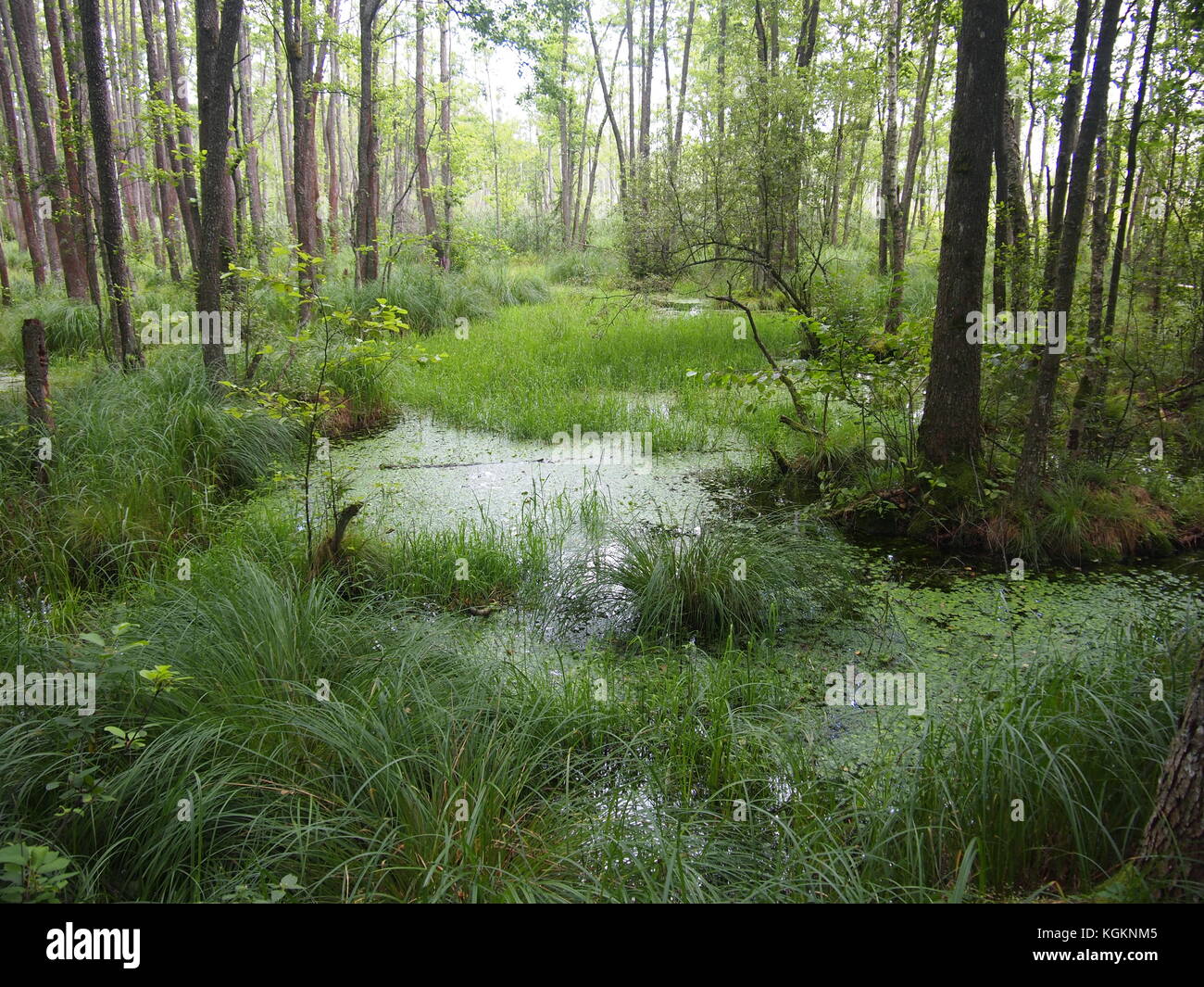 Nationalpark Beloweschskaja Puschtscha (Republik Weißrussland) Stockfoto