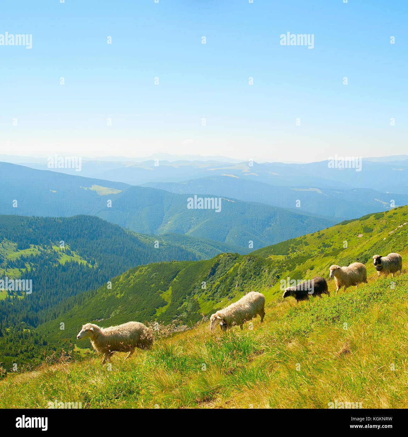 Schafherde auf Berge im sonnigen Tag Stockfoto