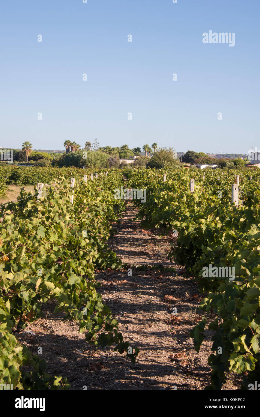 Weinreben in der Nähe von moxia in der Region von Marsala, Sizilien Stockfoto