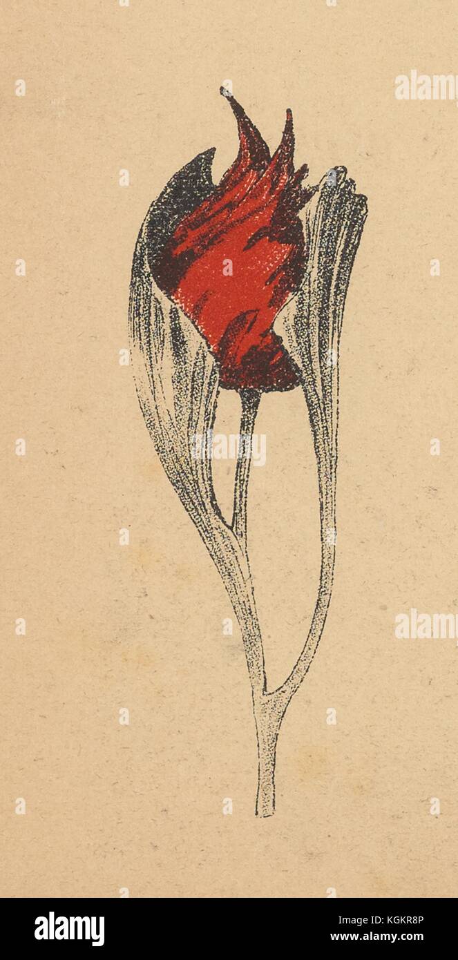 Zeichentrick einer unbekannten roten Blume, die noch nicht aufblühen konnte, aus der russischen Satirezeitschrift Gamayun, 1906. Stockfoto