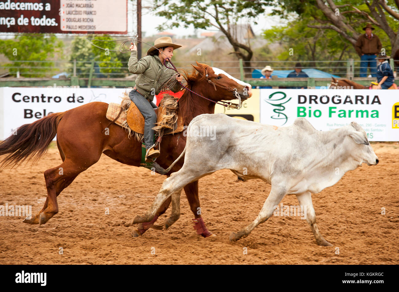 Kuh Frau in Aktion in einem Rodeo, ein beliebter Zeitvertreib in Mato Grosso do Sul, Bonito, Brazi Stockfoto