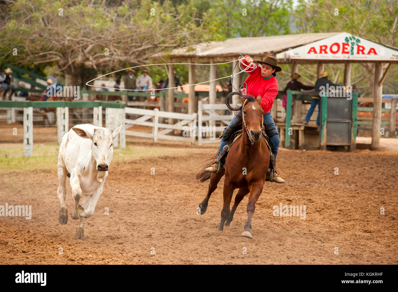 Kuh Frau in Aktion in einem Rodeo, ein beliebter Zeitvertreib in Mato Grosso do Sul, Bonito, Brazi Stockfoto