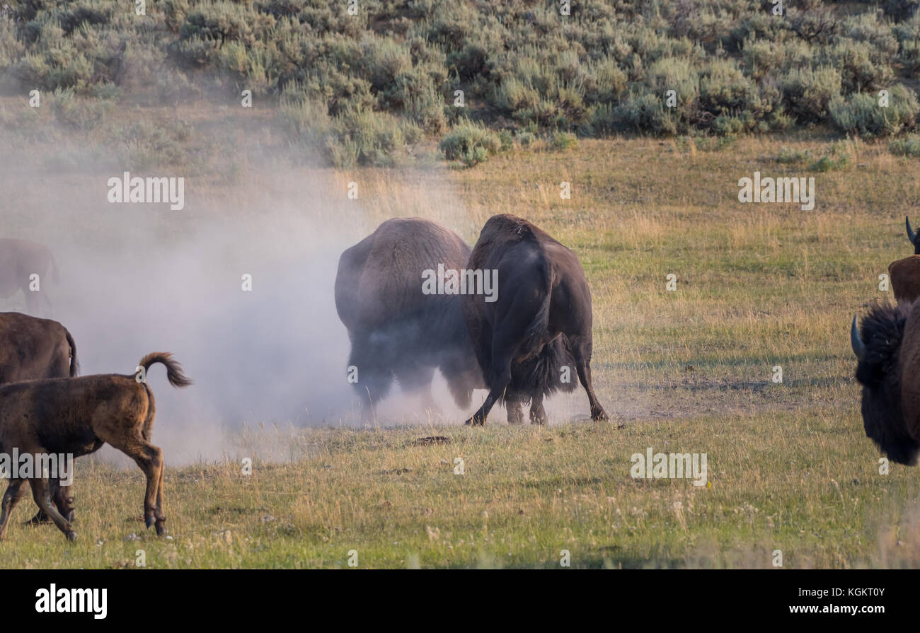Zwei männliche Bison spar während der jährlichen rut Saison Stockfoto
