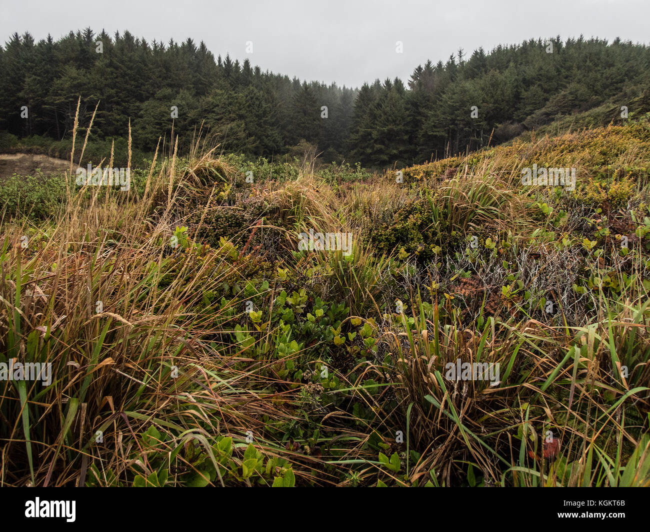 Nebligen Wald nördlich von Trinidad Kalifornien Stockfoto