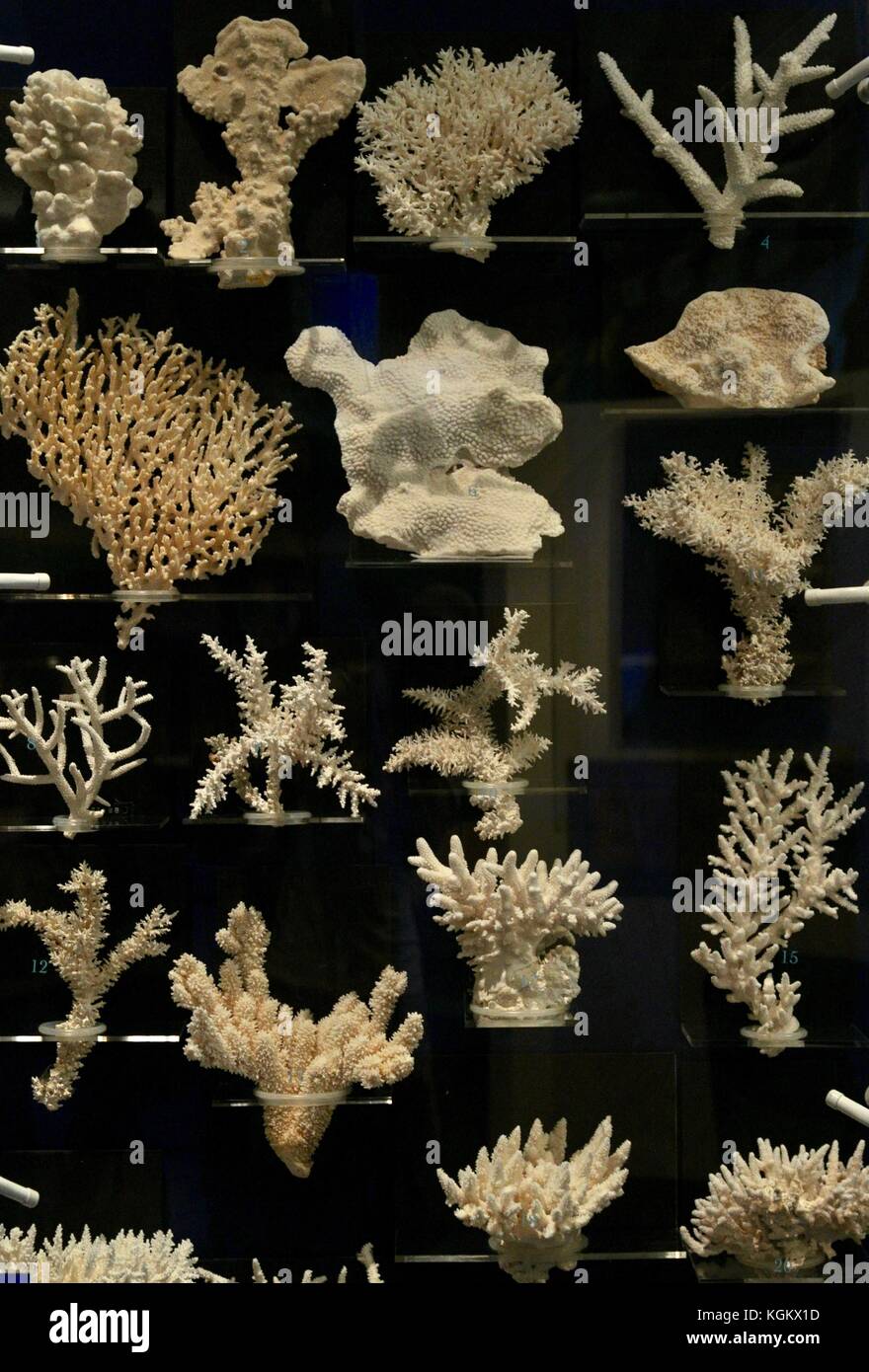 Korallenskelette, Museum of Tropical Queensland, Townsville, Queensland, Australien Stockfoto