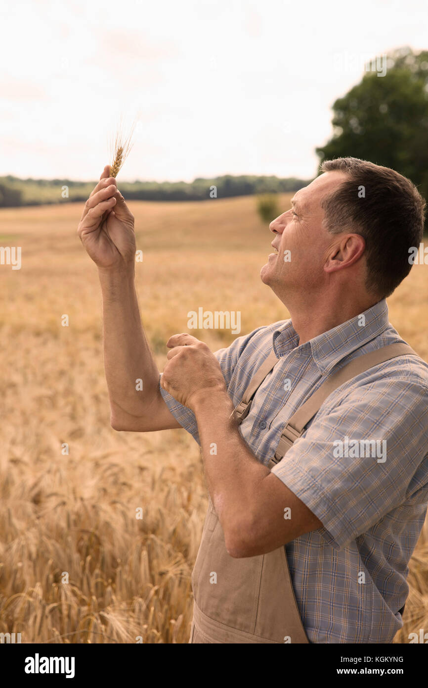 Lächelnd reifer Mann bei Weizen Ohr suchen beim Stehen in der Farm gegen klaren Himmel Stockfoto