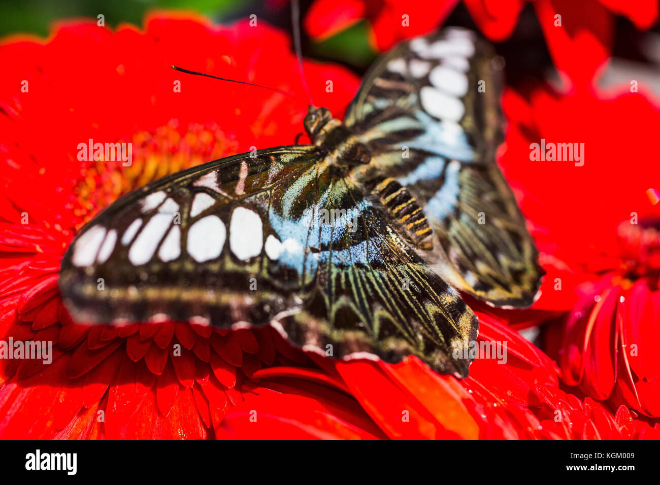 Nahaufnahme der Schmetterling auf rote Gerbera daisy ruhen Stockfoto