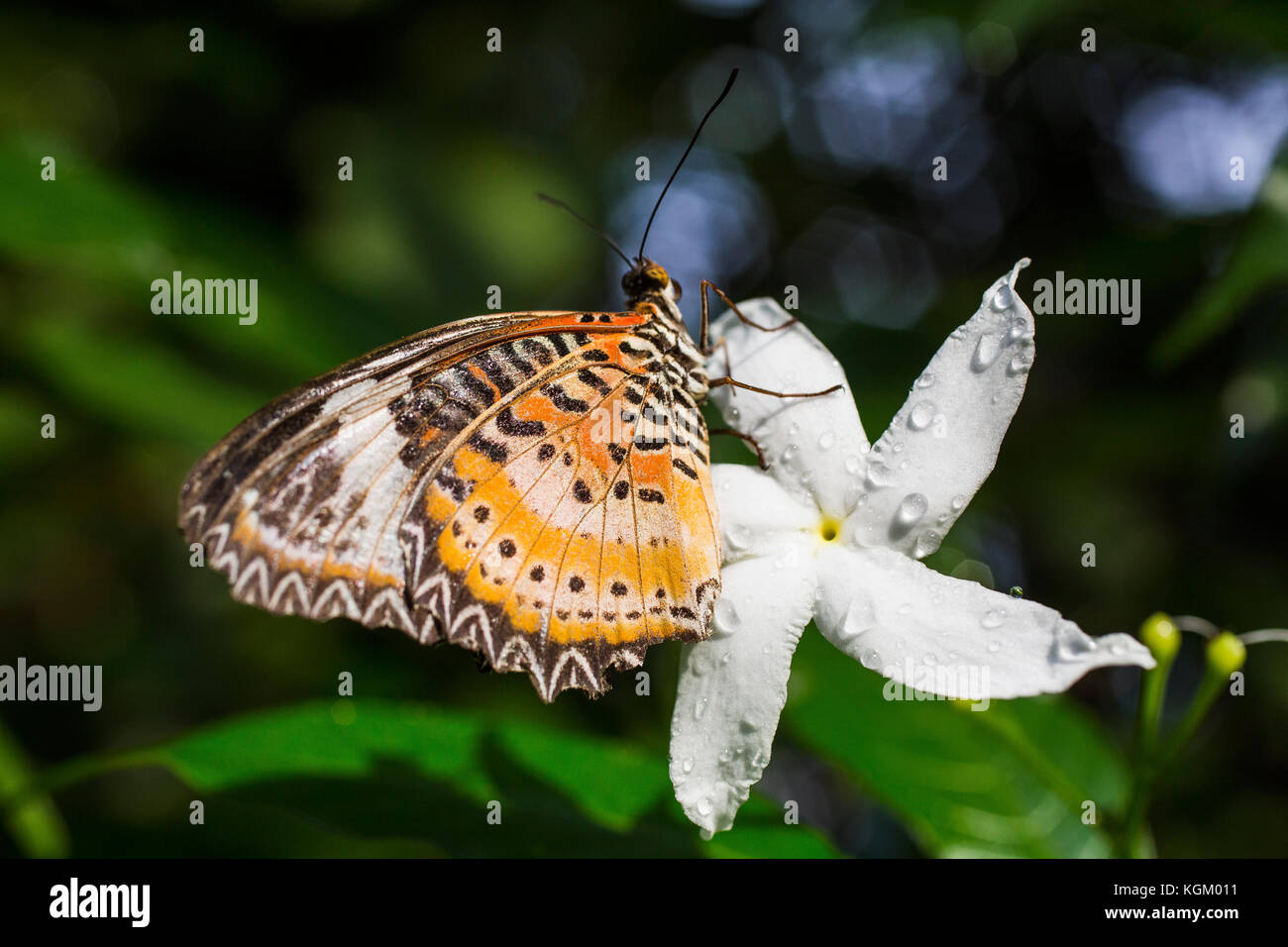 Nahaufnahme des Schmetterlings ruht auf frischen weißen Jasmin Stockfoto