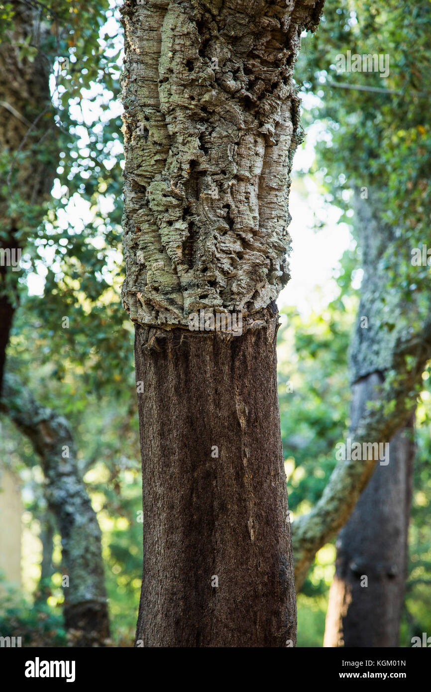 Detail der Baumstamm im Wald Stockfoto