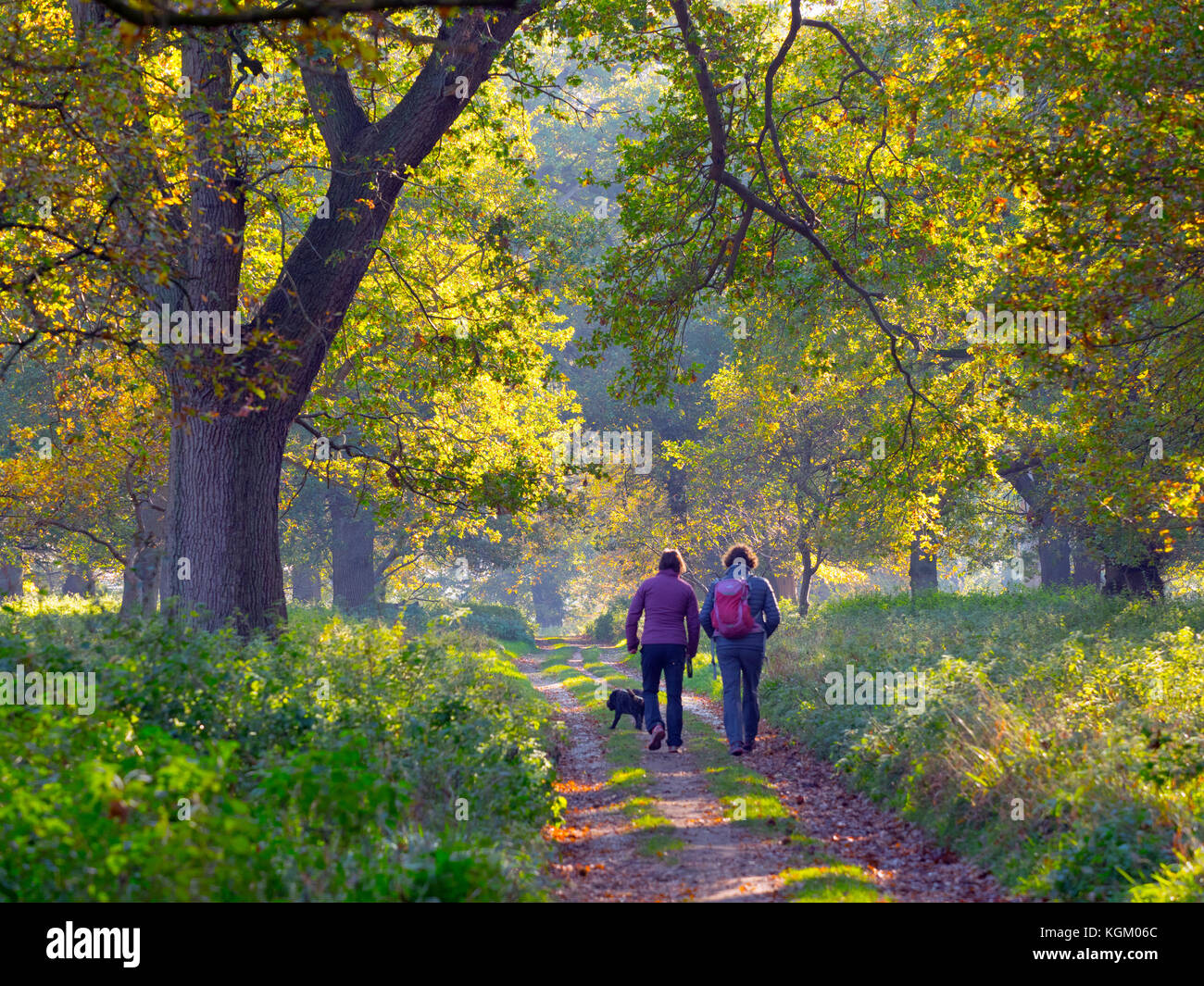 Paar Hundewiesen in Holkham park Norfolk November Stockfoto