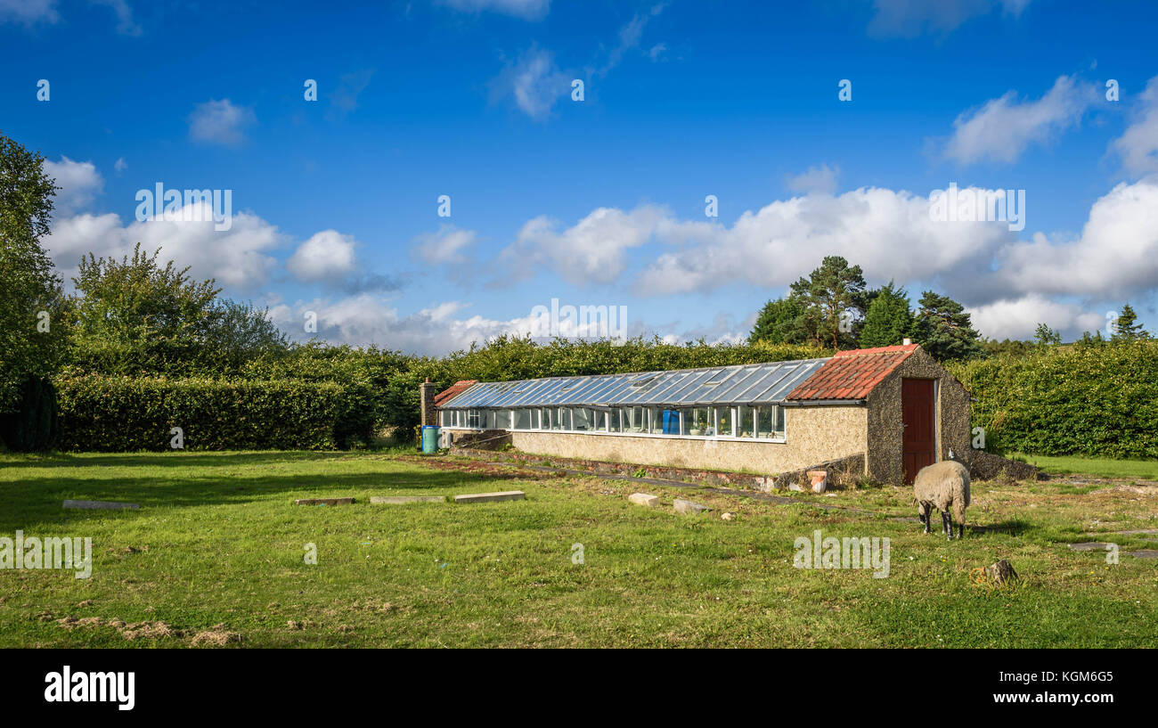 Längliche Gewächshaus Hütte auf einem verlassenen Garten Baumschule. Stockfoto
