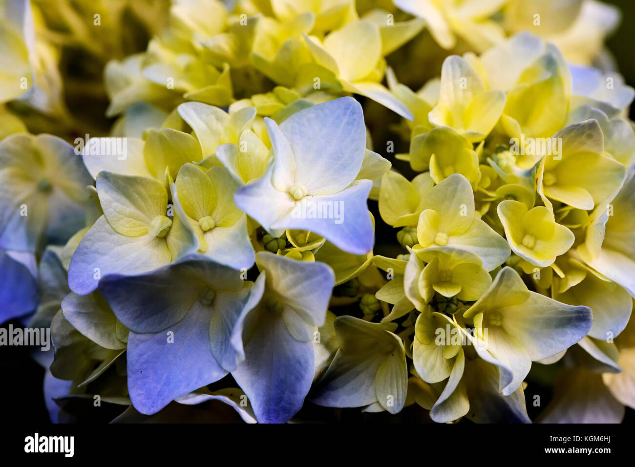 Nahaufnahme wenn Blau und Gelb hortensie Blumen im Frühling Stockfoto