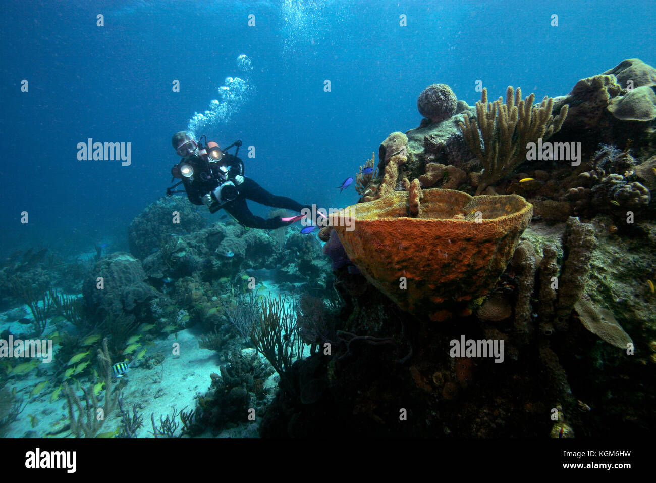 Scuba Diver, Bahama Inseln Stockfoto