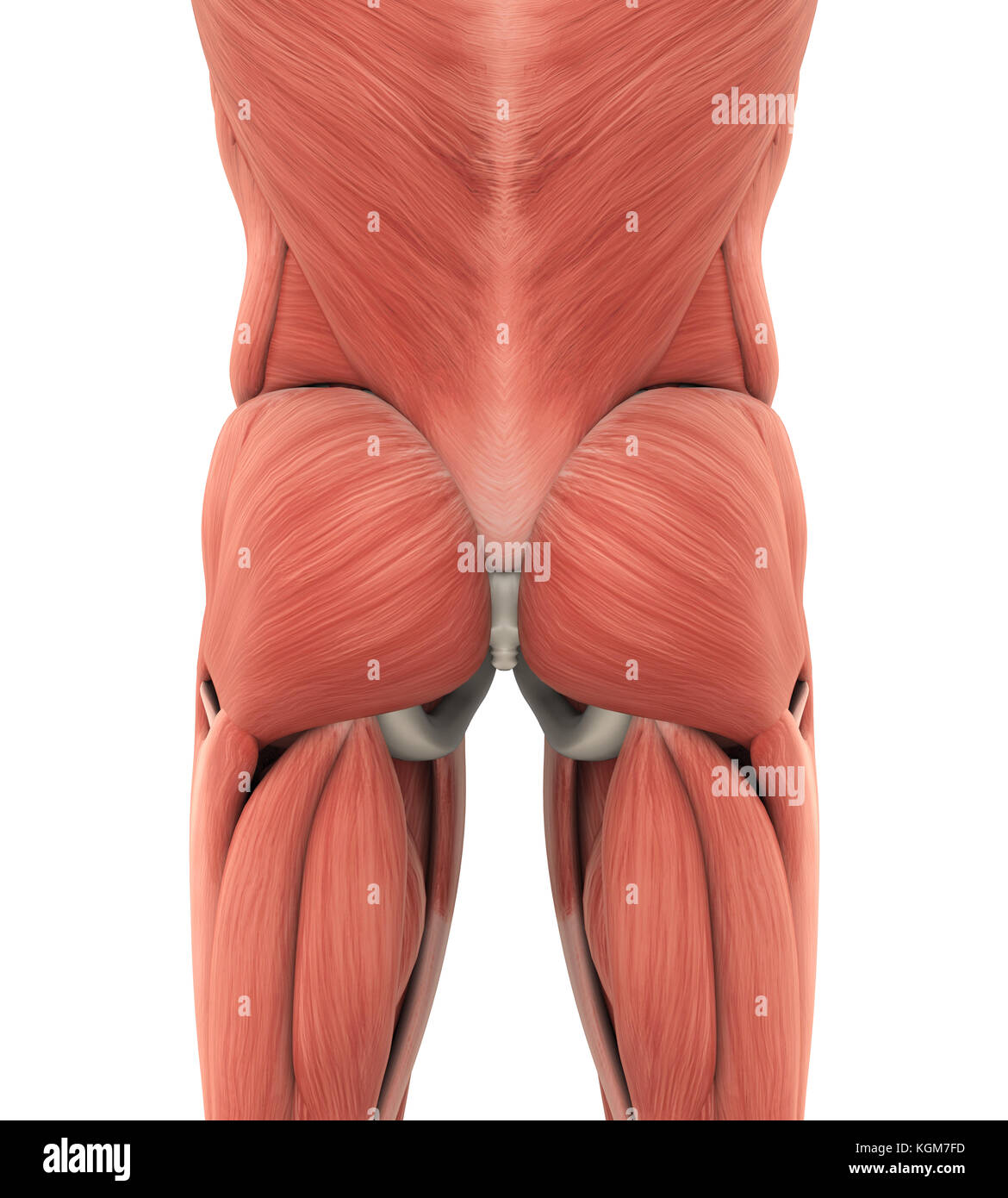 Die gesäßmuskulatur Anatomie Stockfoto