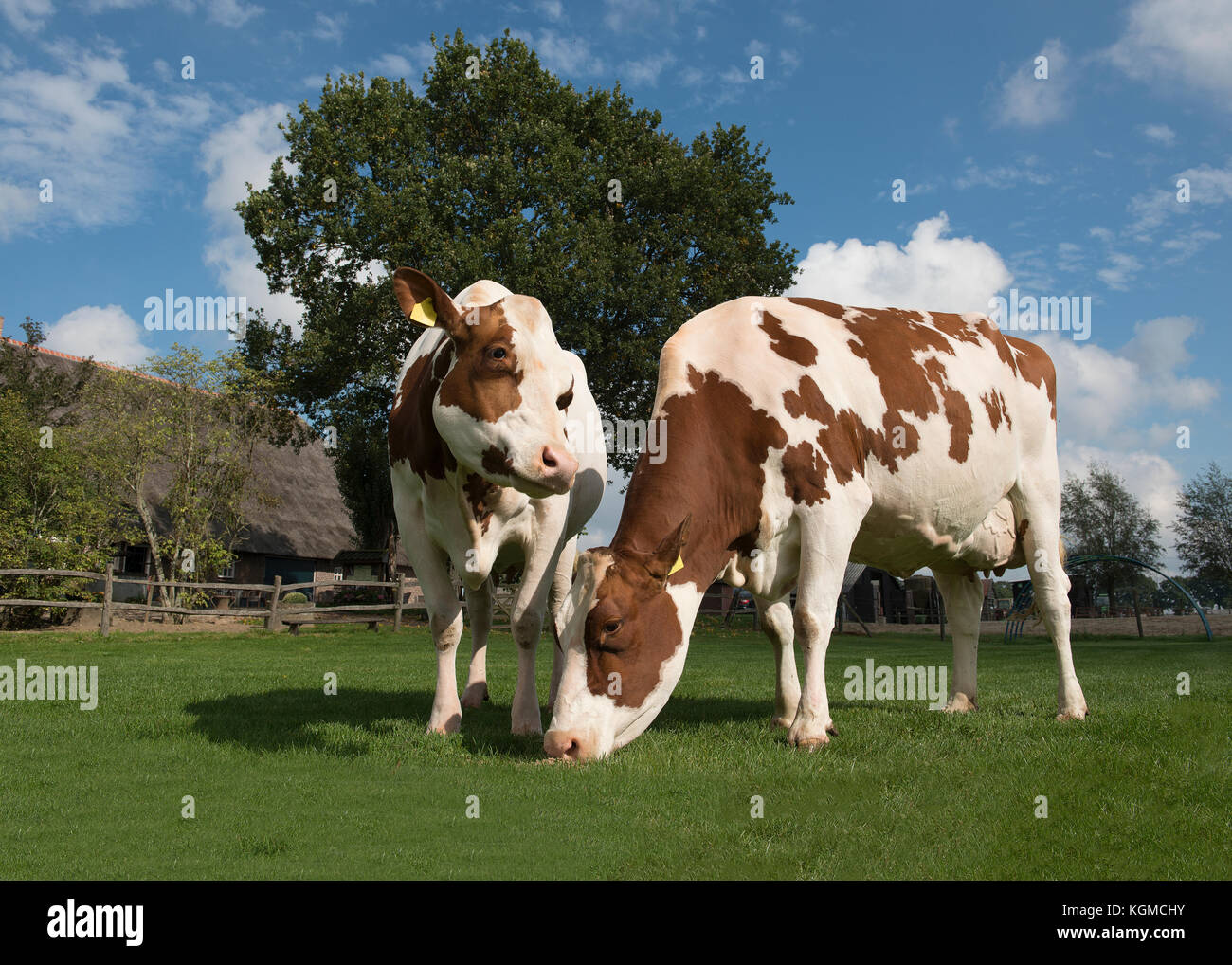 Zwei braune und weiße Kühe fressen Gras draußen an einem sonnigen Tag mit einer Farm im Hintergrund Stockfoto