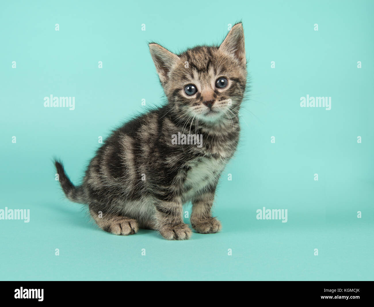 Süße 6 Wochen alte Katze Baby Katze in die Kamera schaut auf einem  türkis-blauen Hintergrund Stockfotografie - Alamy