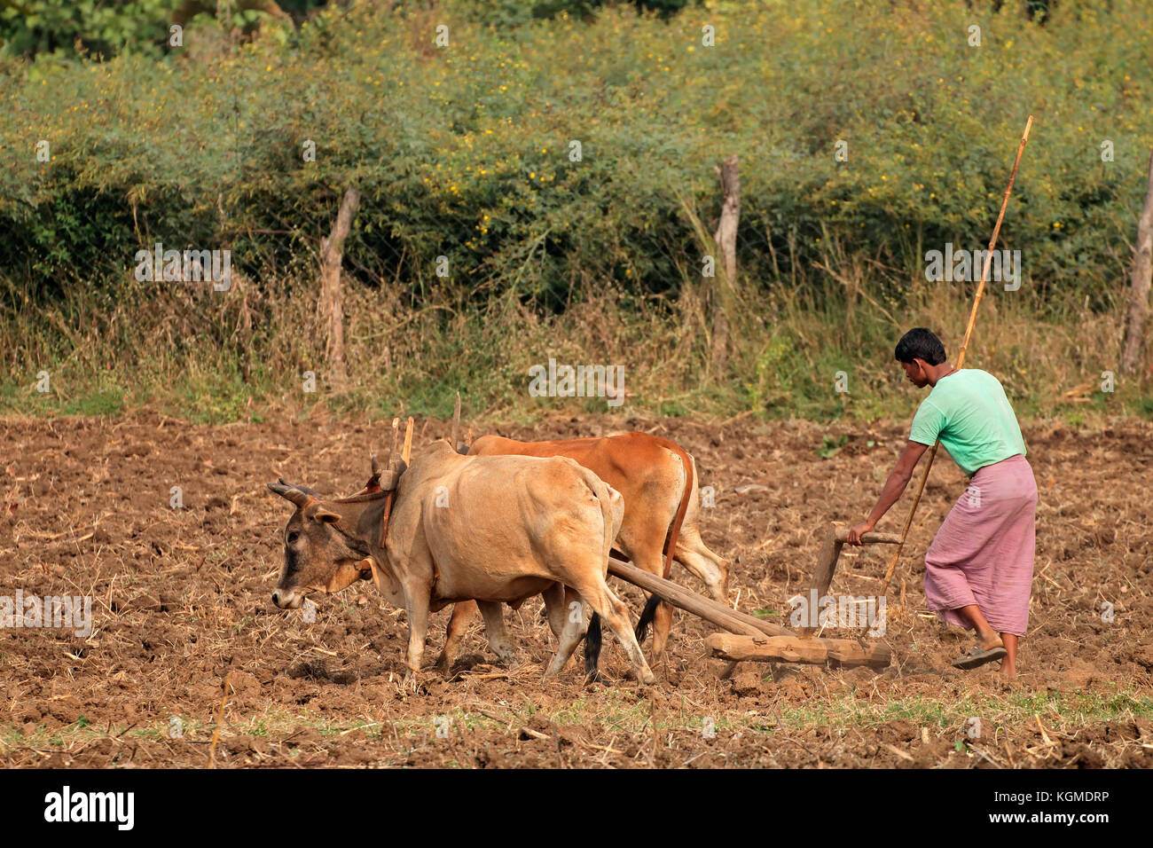 Jabalpur, Indien - 28. November 2015: Eine ländliche indische Bauer sein Feld pflügt mit einem traditionellen hölzernen Pflügen und Ochsen Team Stockfoto