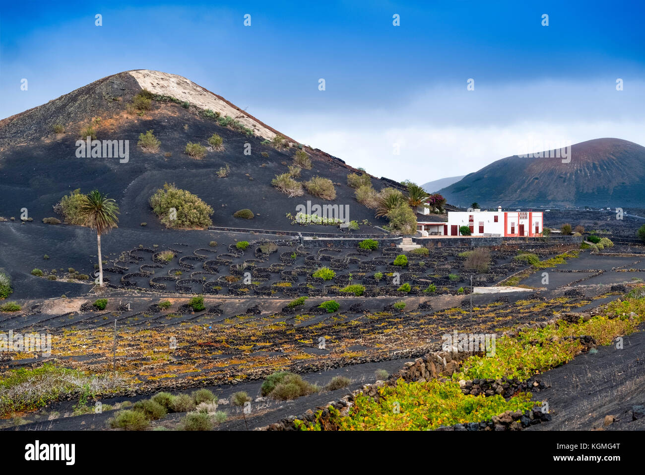 Weinberge, die auf vulkanischer Asche wachsen. Region La Geria. Lanzarote Island. Kanarische Inseln Spanien. Europa Stockfoto