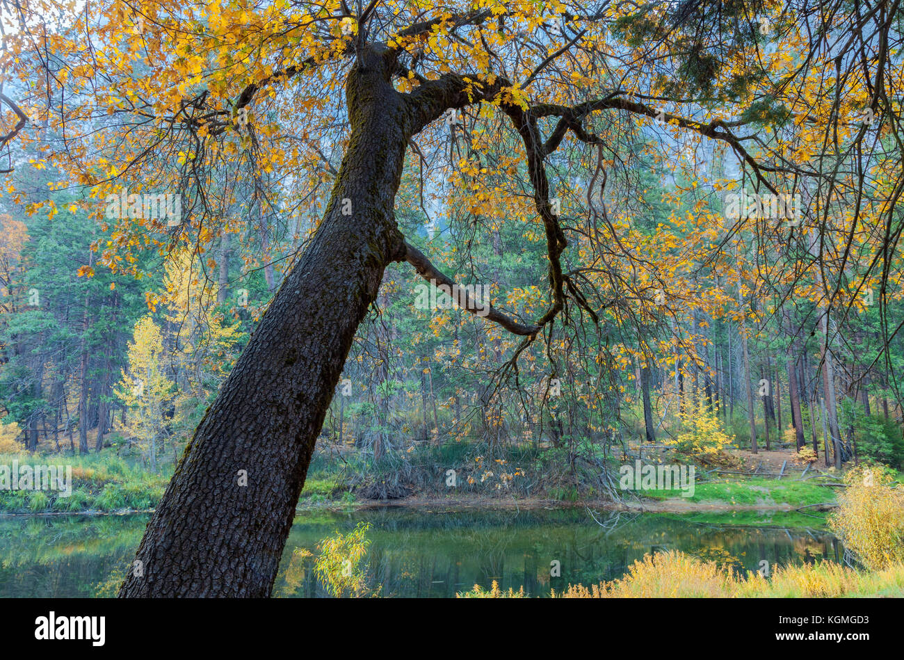 Kalifornische Schwarzeiche (Quercus kelloggii) im Herbstlaub, Merced River, Yosemite National Park, Kalifornien. Stockfoto