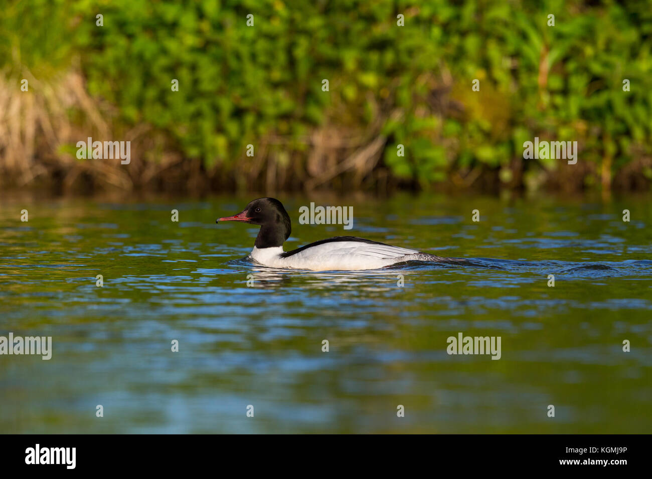 Portrait natürliche männliche Gemeinsame merganser (mergus merganser) Vogel schwimmen Riverside Stockfoto