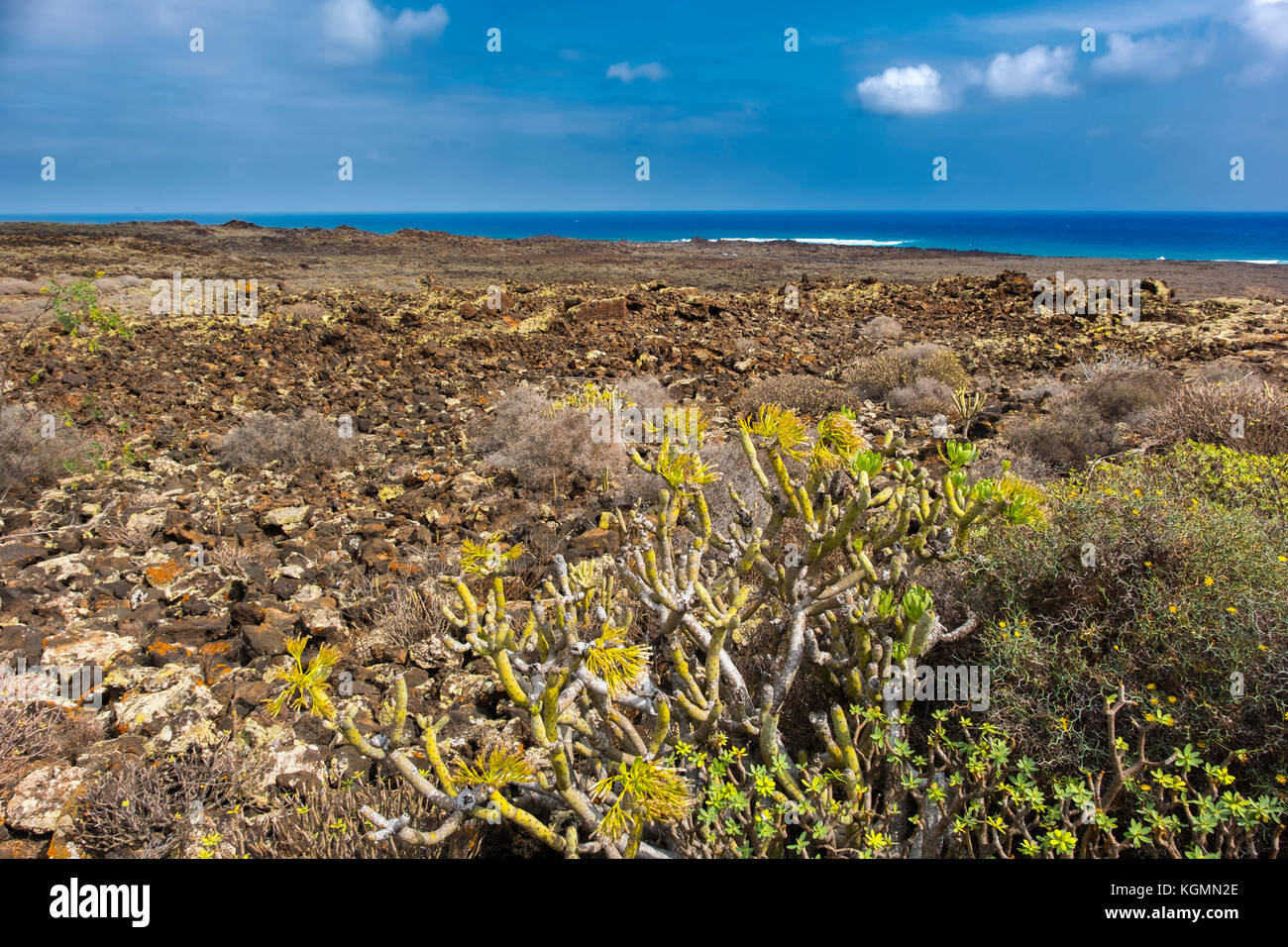 Vulkanische Landschaft und Vegetation, Haria. Lanzarote Island. Kanarische Inseln Spanien. Europa Stockfoto