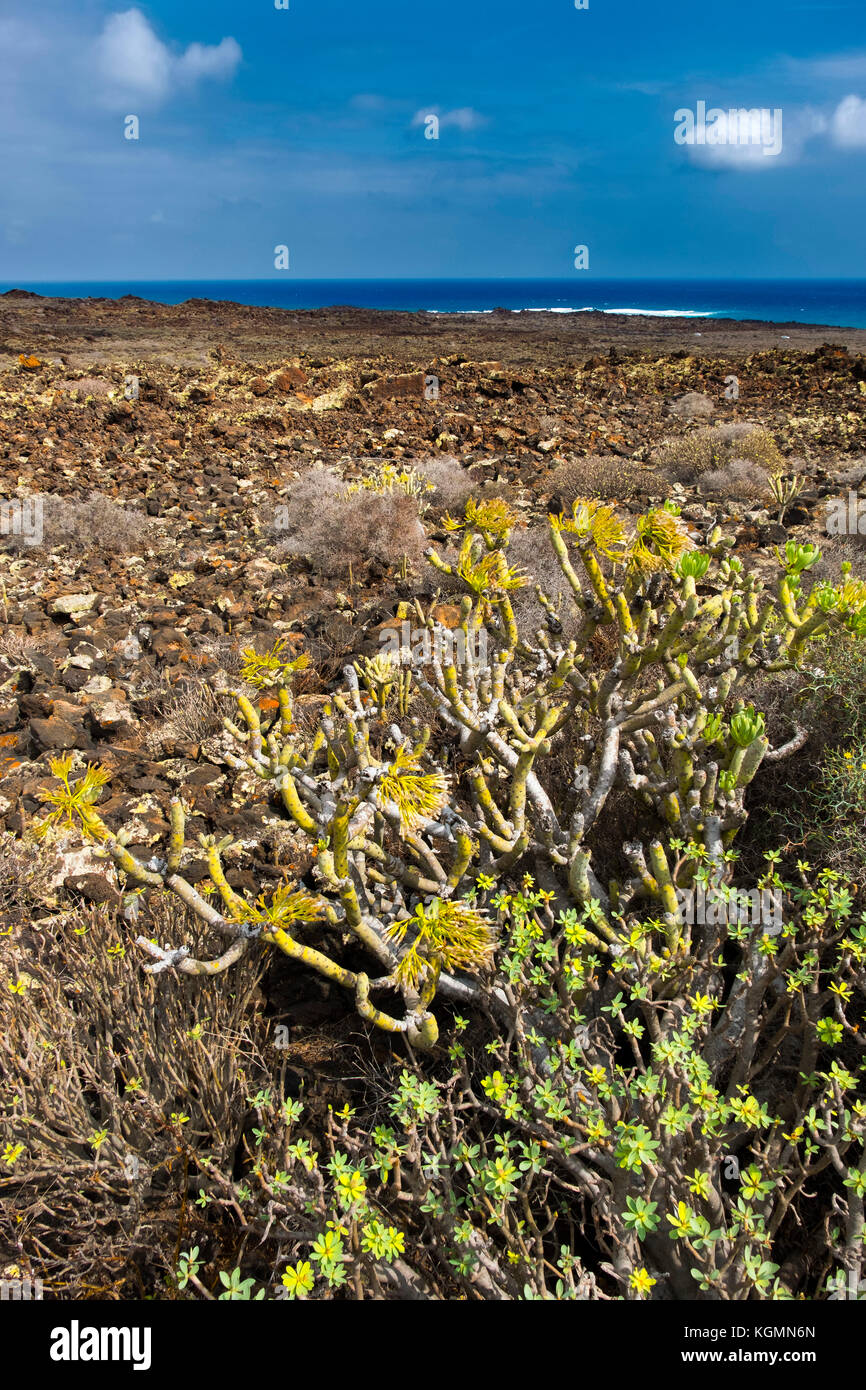 Vulkanische Landschaft und Vegetation, Haria. Lanzarote Island. Kanarische Inseln Spanien. Europa Stockfoto