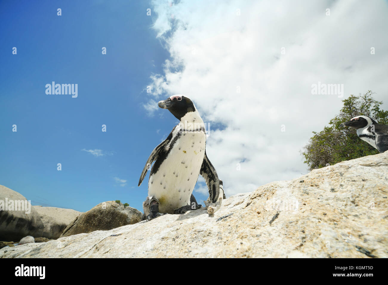 Afrikanische Pinguine am Boulders Beach Stockfoto