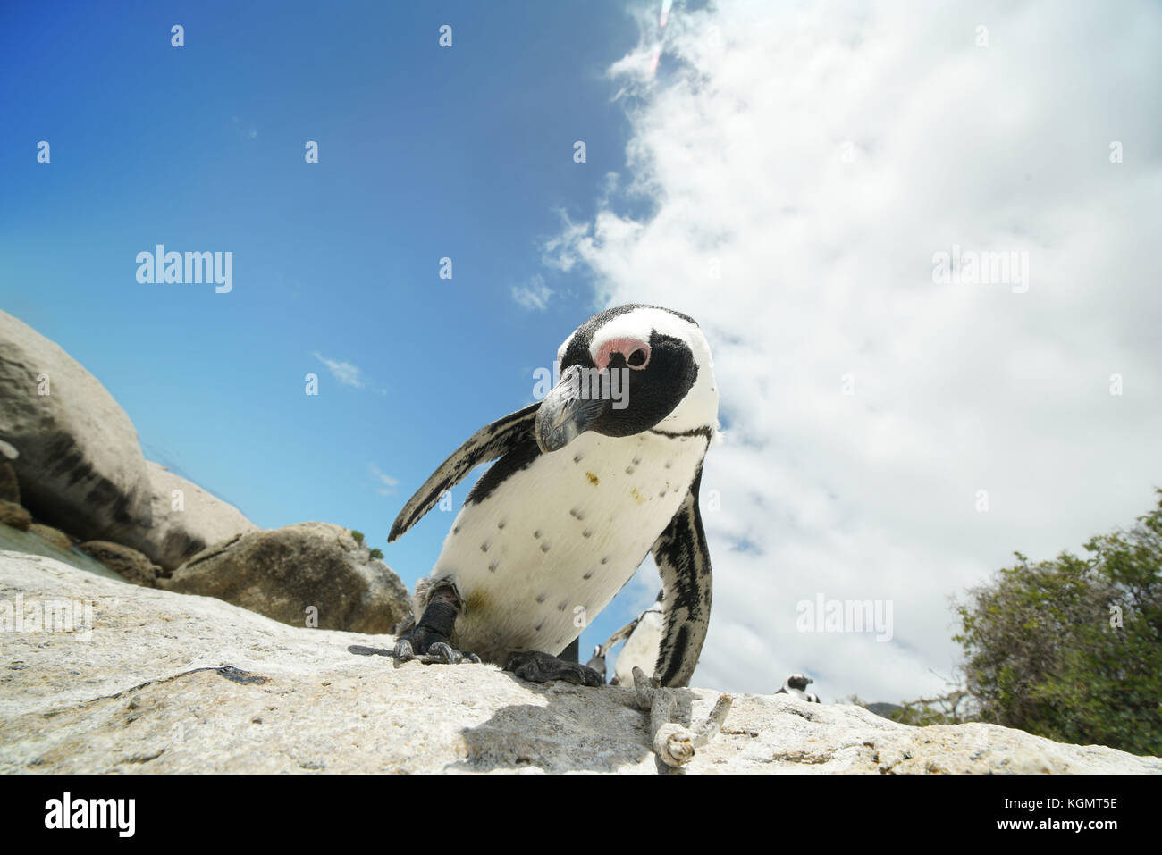 Afrikanische Pinguine am Boulders Beach Stockfoto