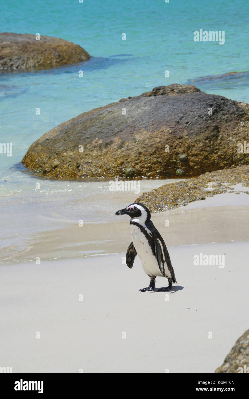 Afrikanische Pinguine am Boulders Beach Stockfoto