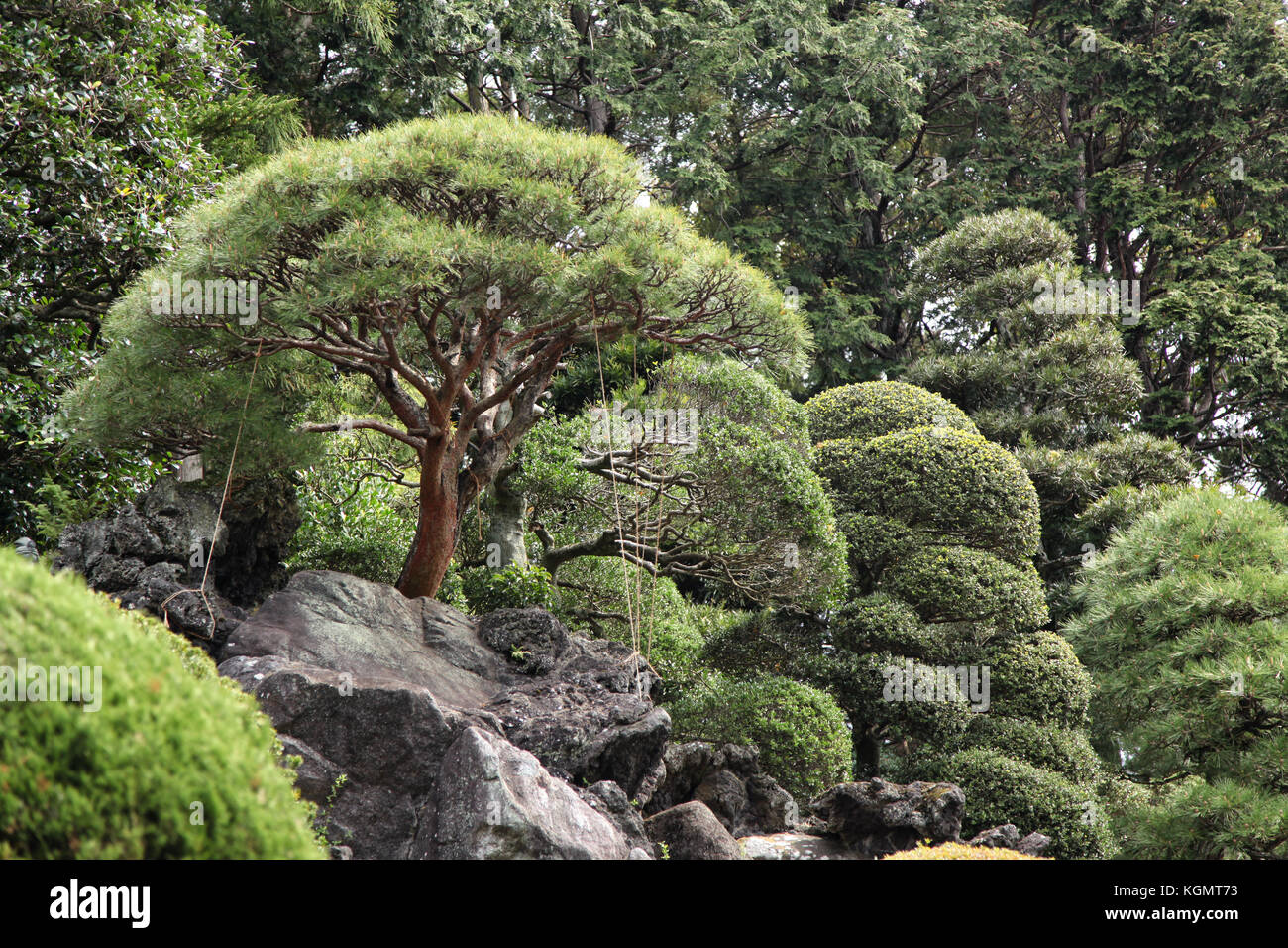 efeutute global green Global Green Efeutute main image 0