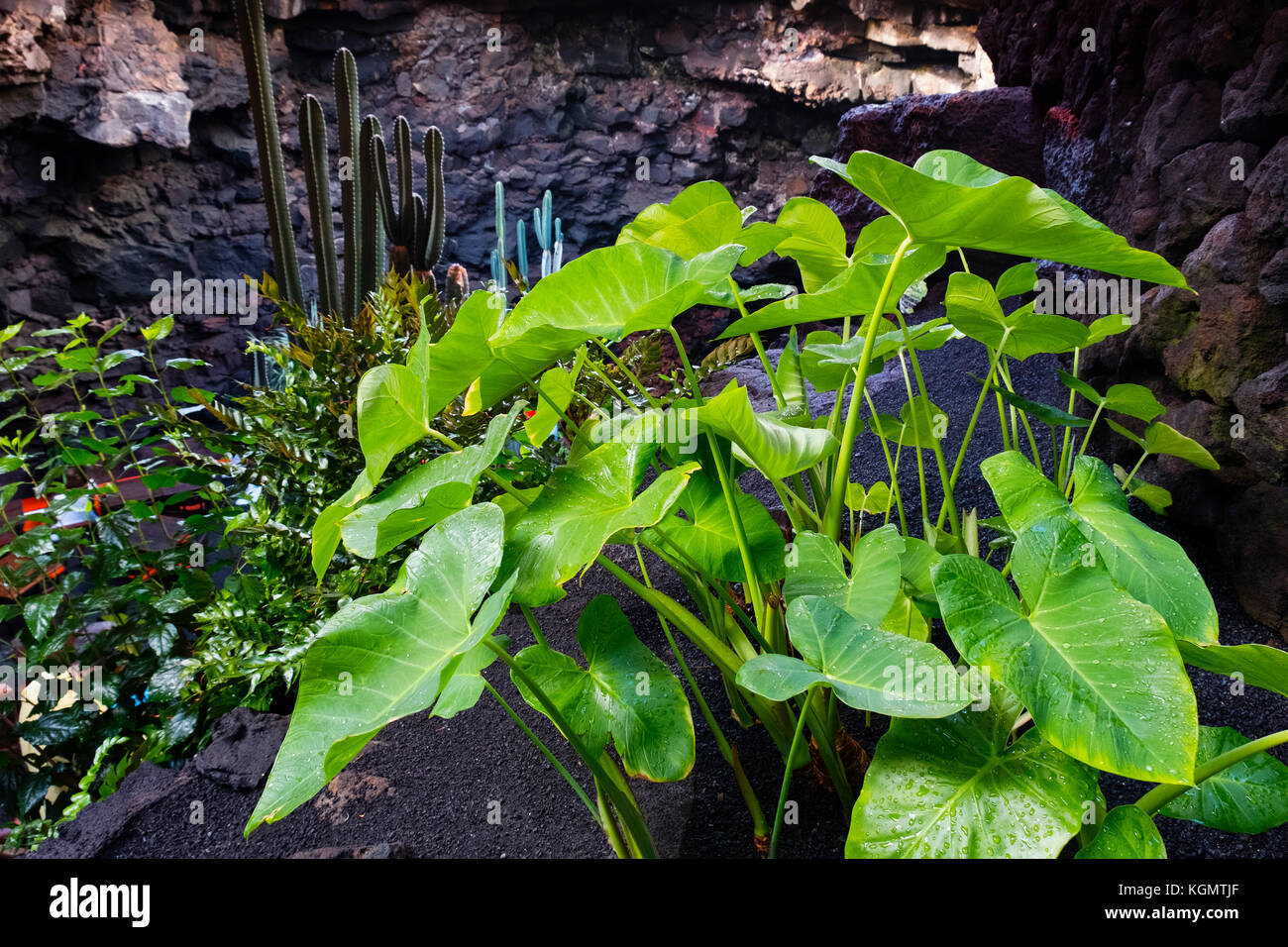 Jameos del Agua. Kunst, Kultur und Tourismus Zentrum von César Manrique. Haria. Lanzarote Island. Kanarische Inseln Spanien. Europa Stockfoto